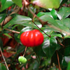 Surinam Cherry