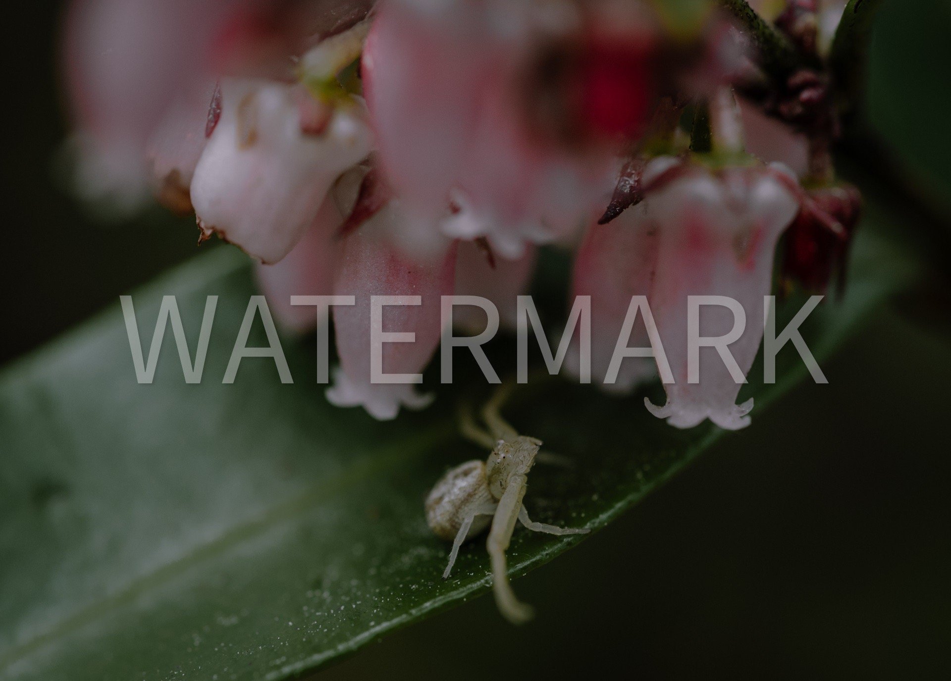https://i.etsystatic.com/47118236/r/il/5707c0/5948419389/il_fullxfull.5948419389_cfxm.jpg