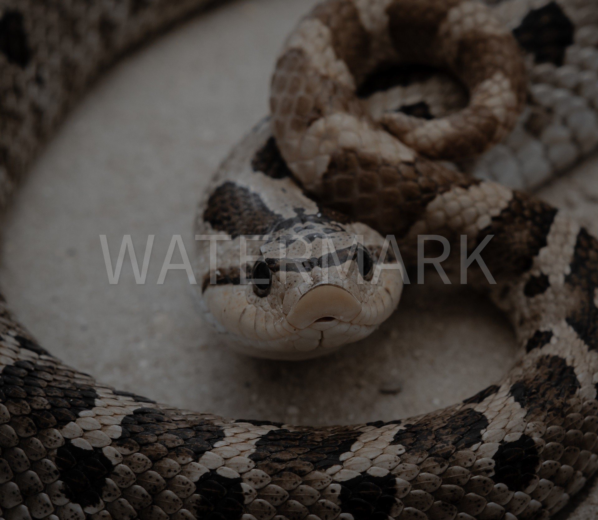 https://i.etsystatic.com/47118236/r/il/0bfcf7/6096525891/il_fullxfull.6096525891_gcz0.jpg