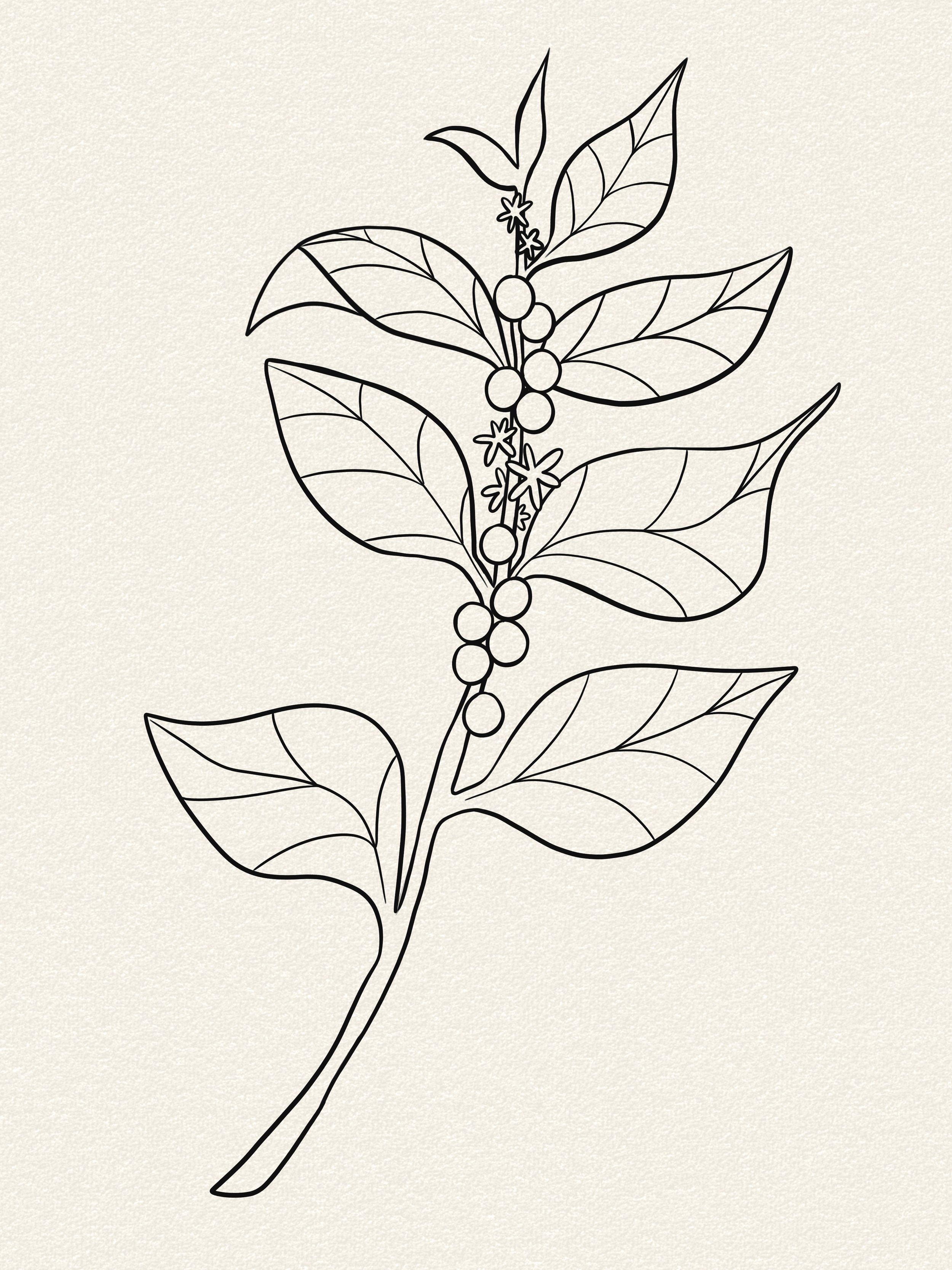 Coffee_Plant copy.jpg