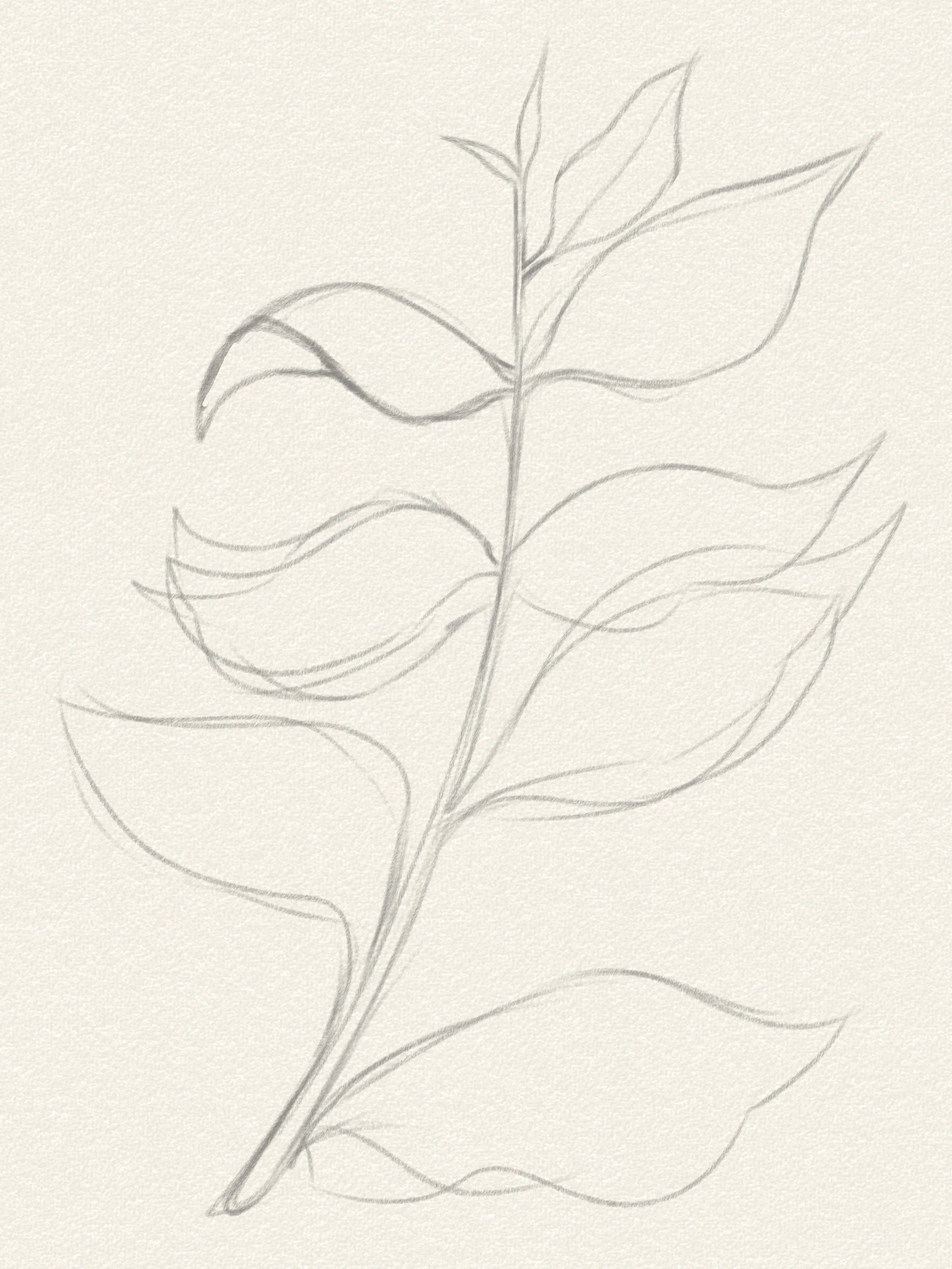 Coffee_Plant.jpg