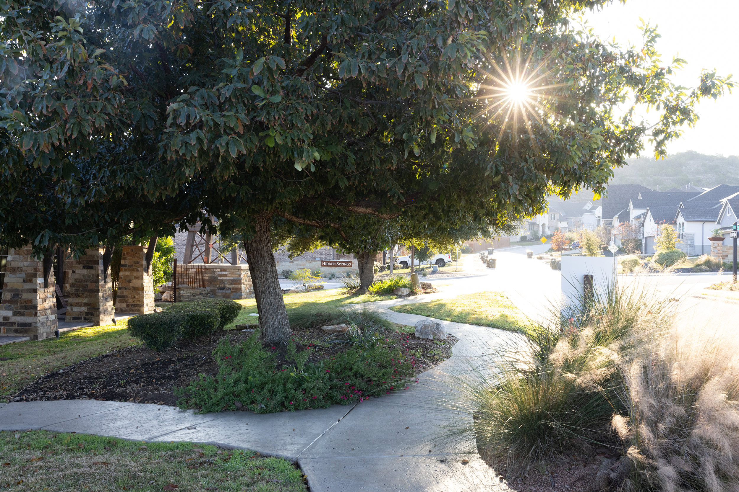 Tree canopy casting shade on a sidewalk with sun shining through leaves, suburban neighborhood in background.