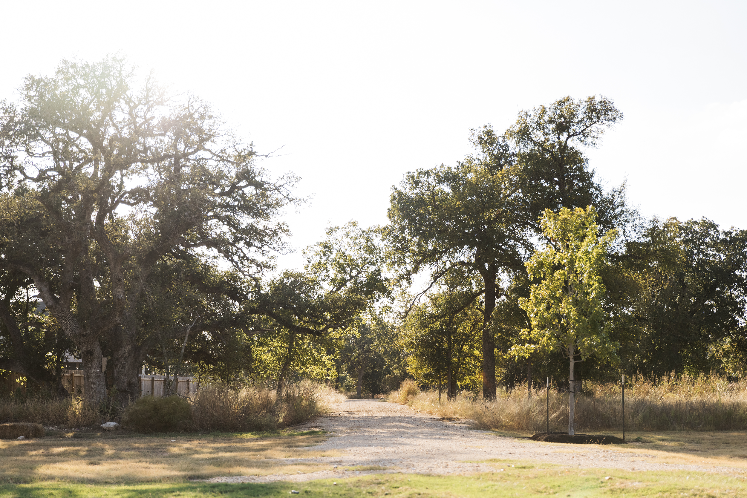 Dirt road surrounded by trees and grass under a clear sky