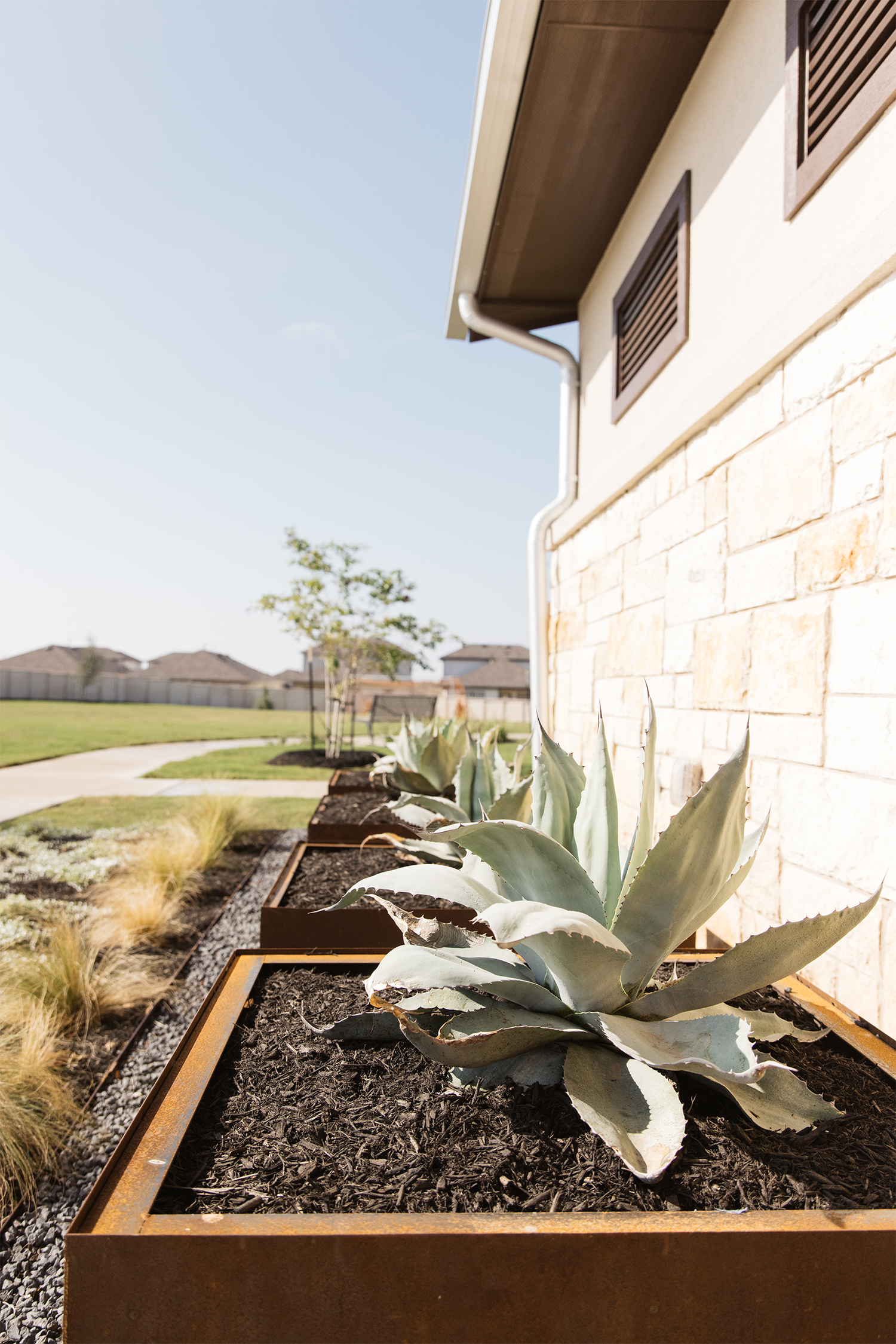 Agave plants in rusted metal planters beside a stone building, with a manicured lawn and houses in the background.