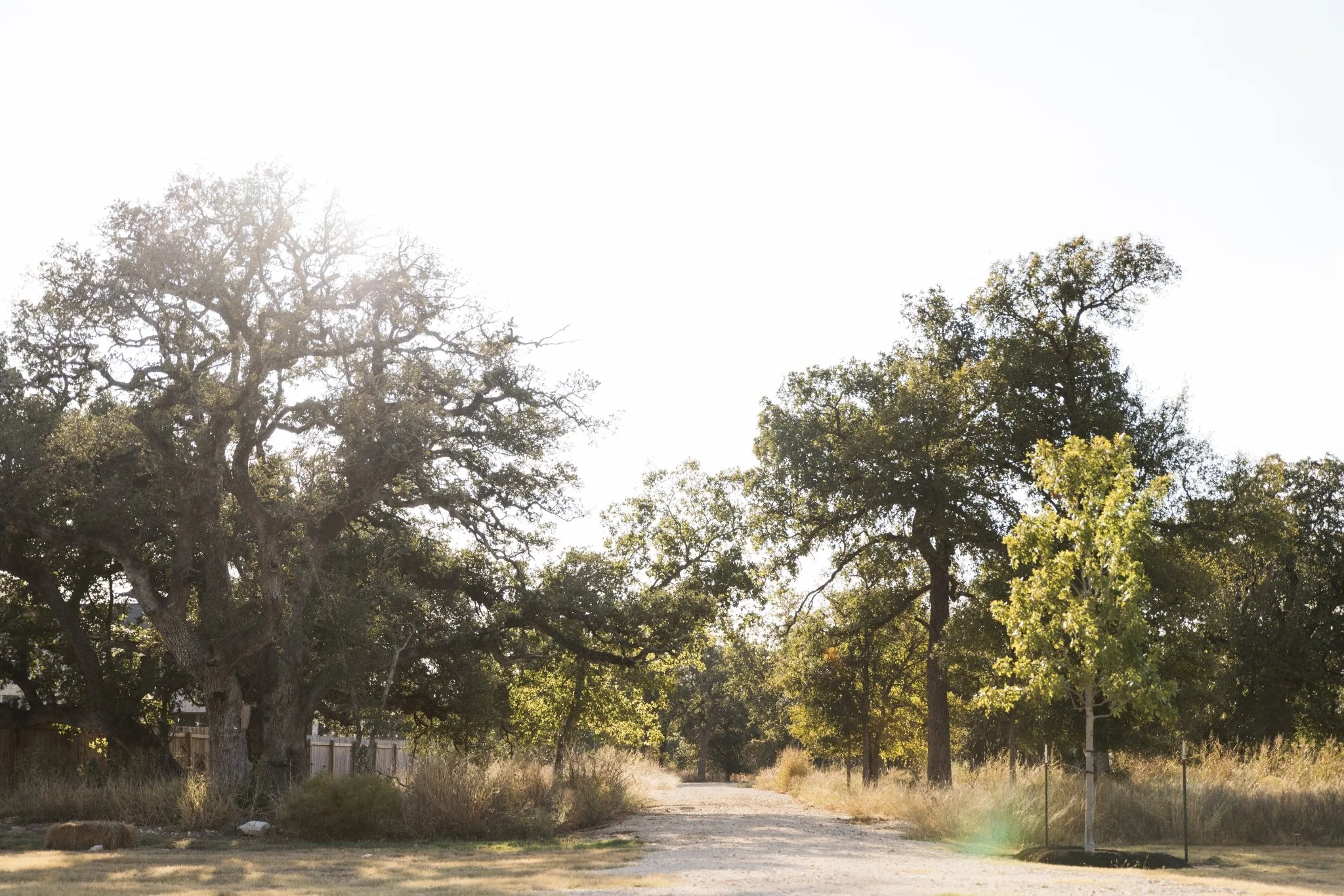 survey field in Texas