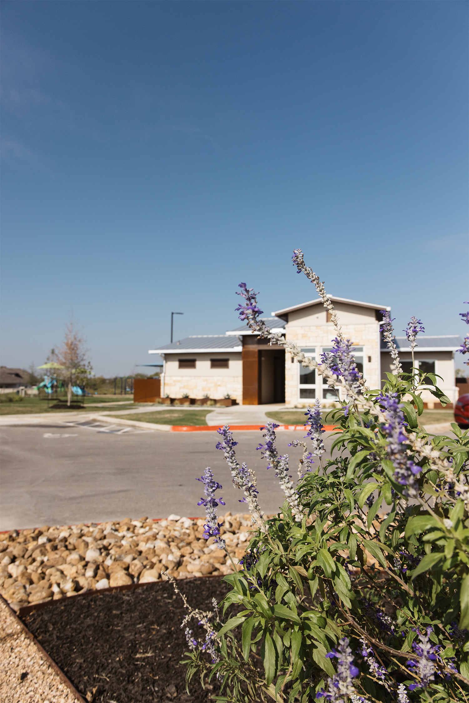 Lavender flowers in foreground with modern building and clear blue sky in background.