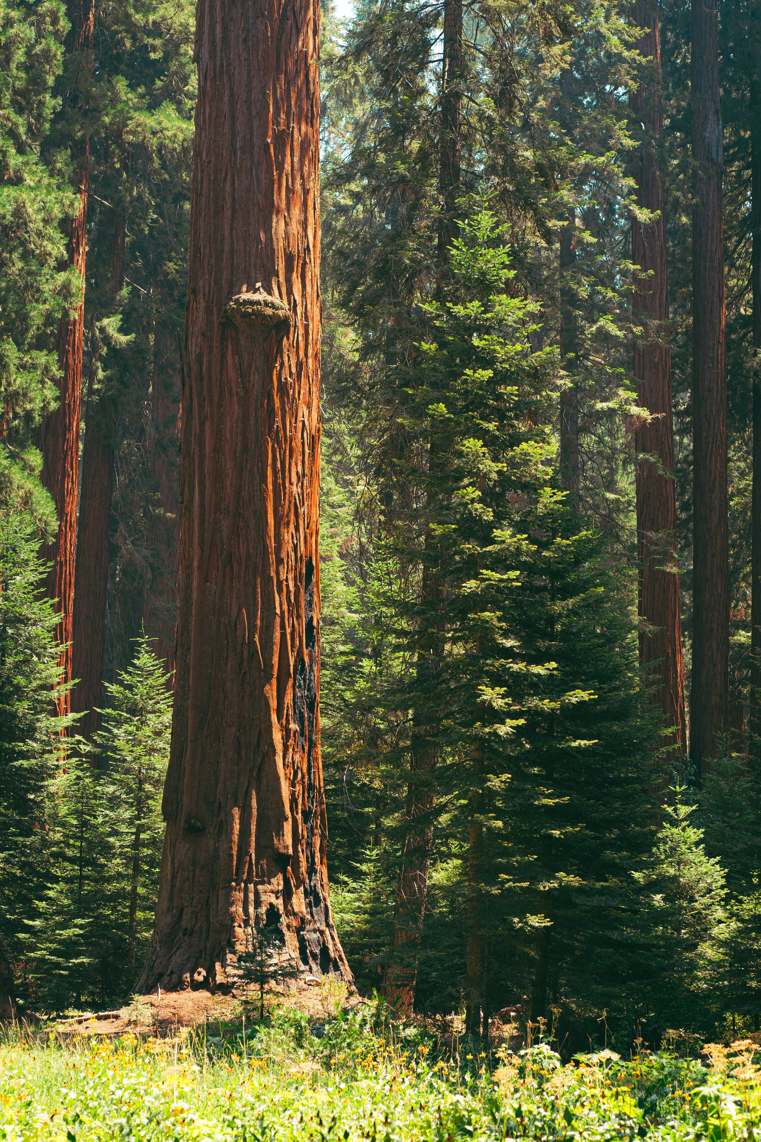 A forest scene with large redwood trees, lush green foliage, and a grassy forest floor, illuminated by sunlight filtering through the trees.