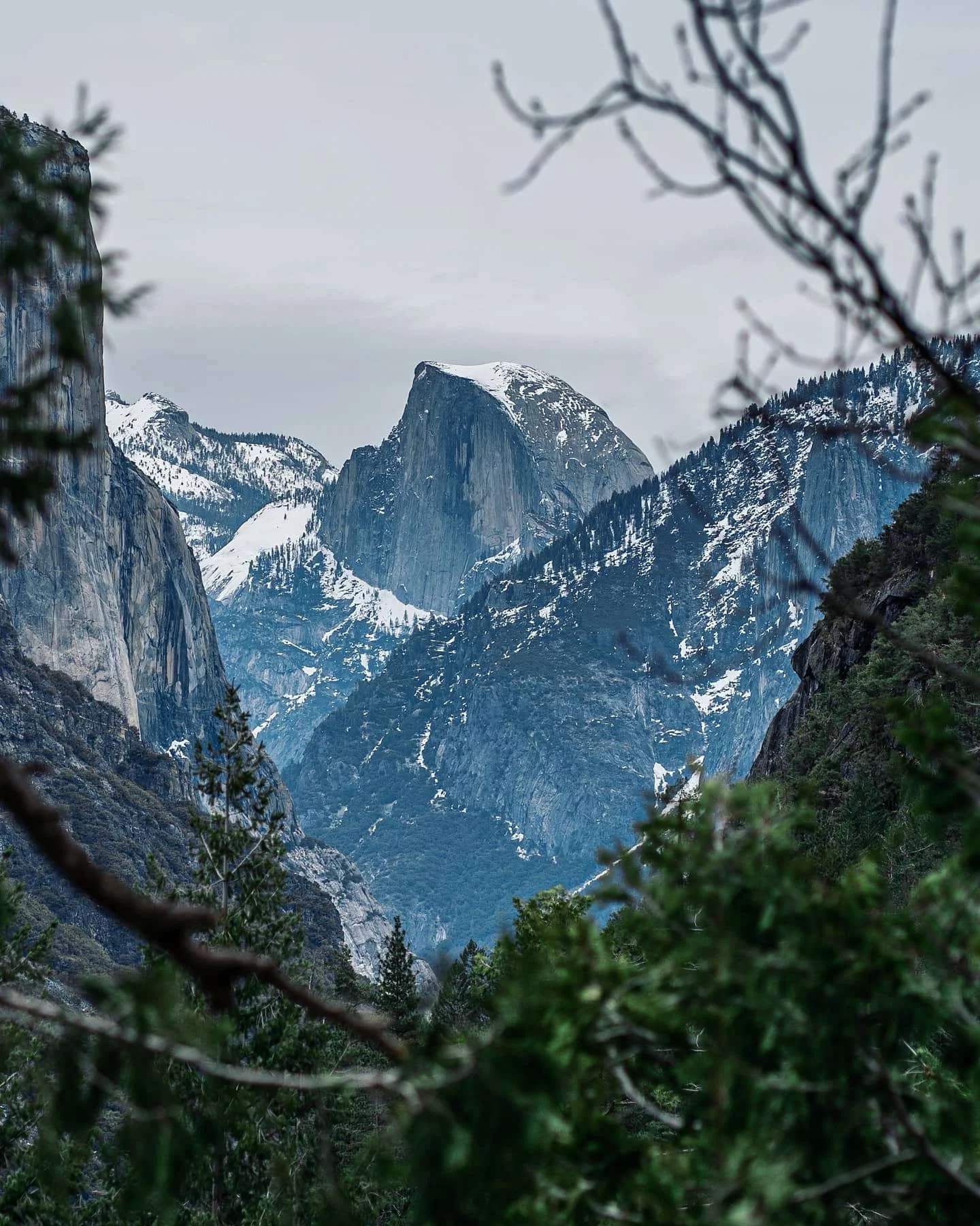 Snow-covered mountain peaks framed by green trees and pine branches in Yosemite National Park.