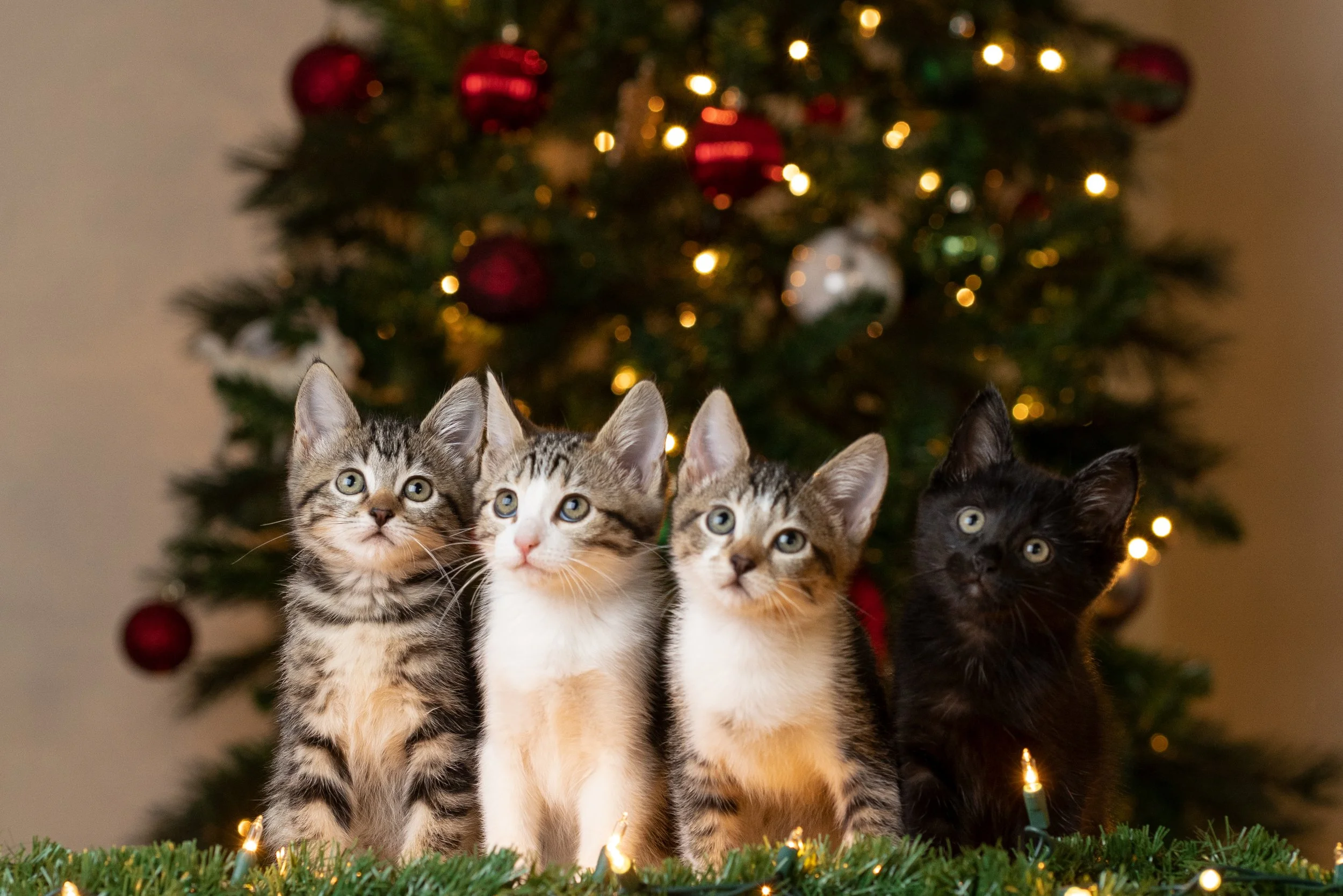 Four kittens standing on green grass in front of a decorated Christmas tree with red and gold ornaments and yellow string lights.