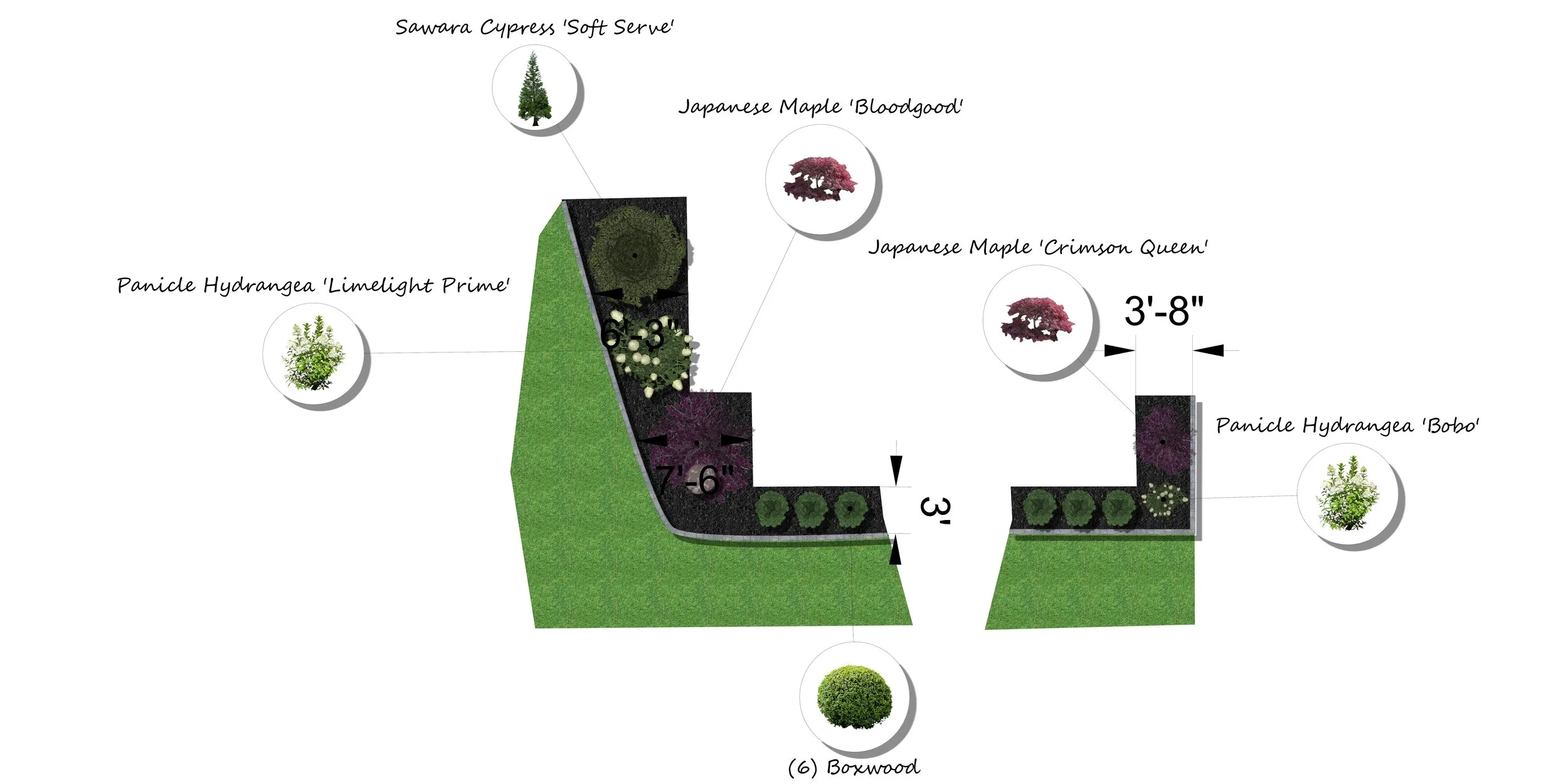 A garden landscape design plan featuring various plants and trees with their names, including Sawara Cypress 'Soft Serve', Japanese Maple 'Bloodgood', Japanese Maple 'Crimson Queen', Panicle Hydrangea 'Limelight Prime', Panicle Hydrangea 'Bobo', and Boxwood, with measurements and layout details.