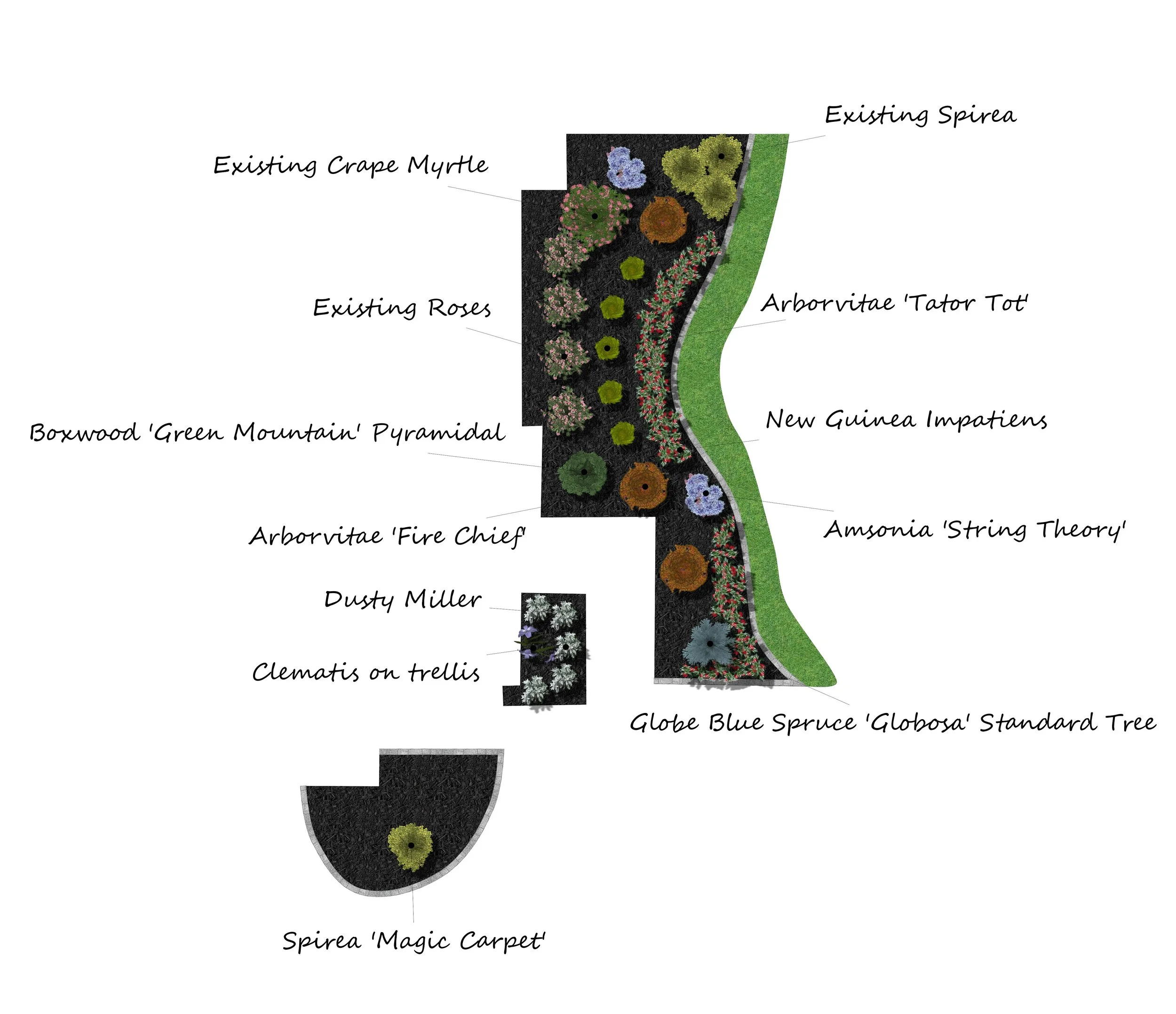 Diagram of a garden landscape design featuring labeled plants such as existing grape myrtle, roses, boxwood 'Green Mountain' pyramidal, arborvitae 'Fire Chief', Dusty Miller, clematis on trellis, spirea 'Magic Carpet', existing spirea, arbovitae 'Tator Tot', new guinea impatiens, Amsonia 'String Theory', Globe Blue Spruce 'Globosa' standard tree, and steps.