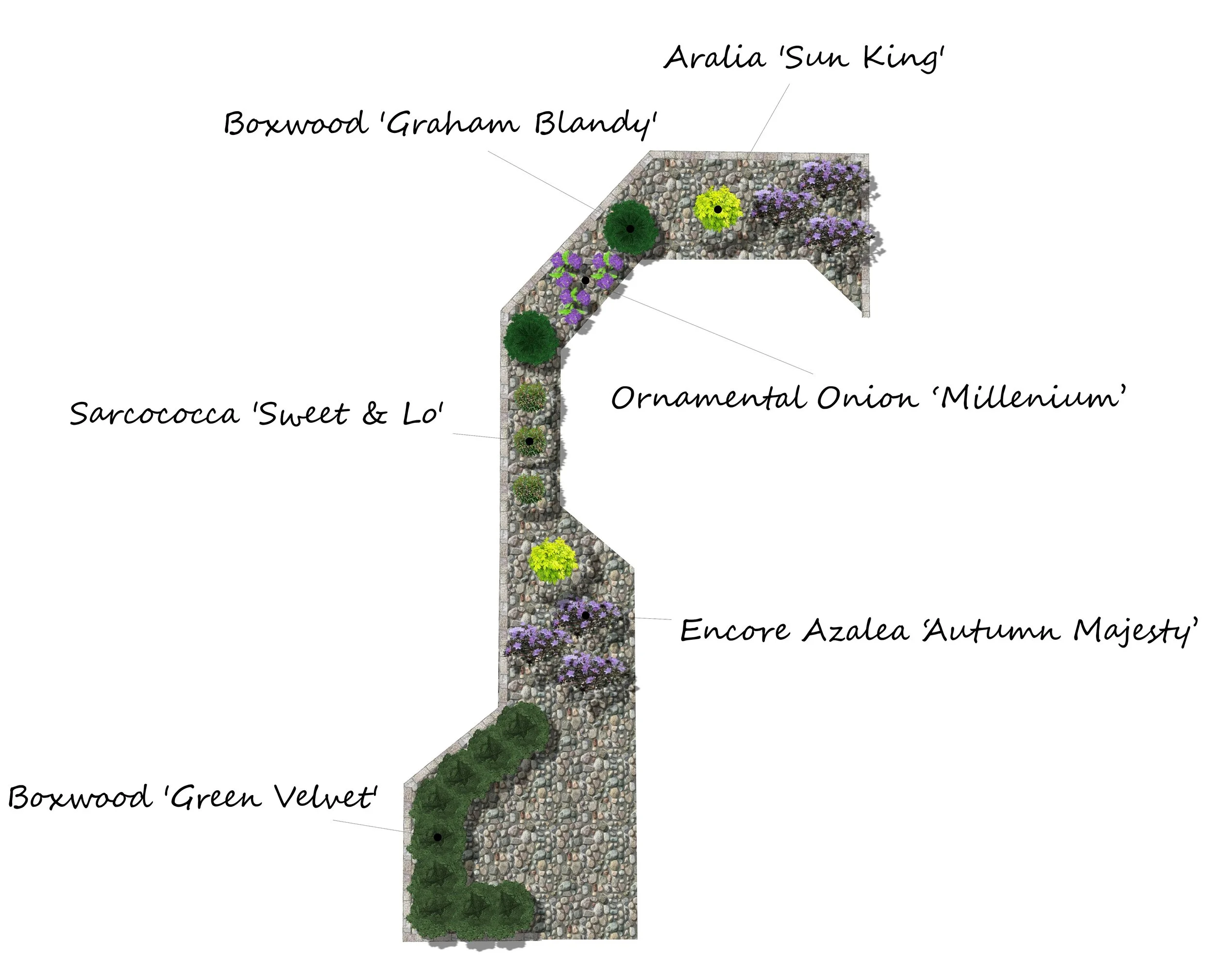A garden layout with labeled sections containing various flowers and shrubs, each section featuring different plants such as Aralia 'Sun King,' Sarcococca 'Sweet & Lo,' Boxwood 'Graham Blandy,' Ornamental Onion 'Millenium,' Encore Azalea 'Autumn Majesty,' and Boxwood 'Green Velvet.'