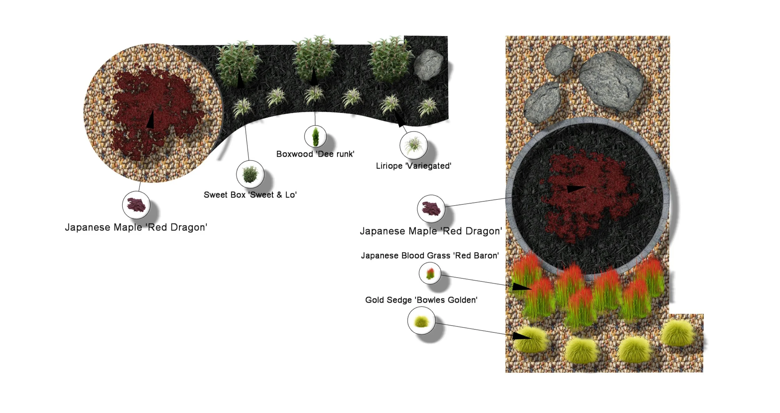 Diagram showing the planting of Japanese Maple 'Red Dragon' and Japanese Blood Grass 'Red Baron' in a landscaped garden with labels and cross-sectional views.