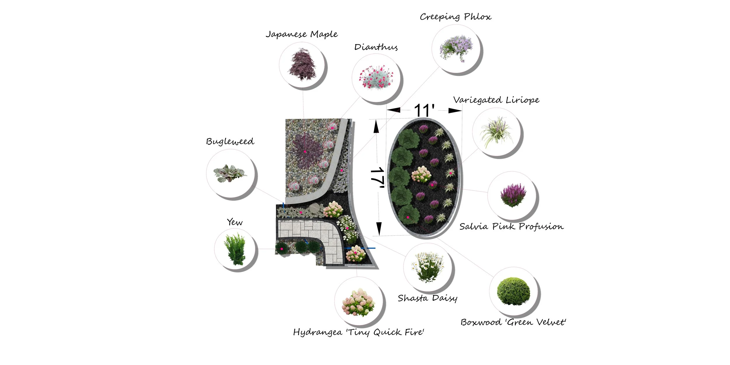 A landscape design plan showing various plants and their locations, including Japanese Maple, Creeping Phlox, Variegated Liriope, Salvia Pink Profusion, Boxwood 'Green Velvet', Shasta Daisy, Hydrangea Tiny Quick Fire, Yew, and Bugleweed, with measurements of 17 feet in height and 11 feet in width.