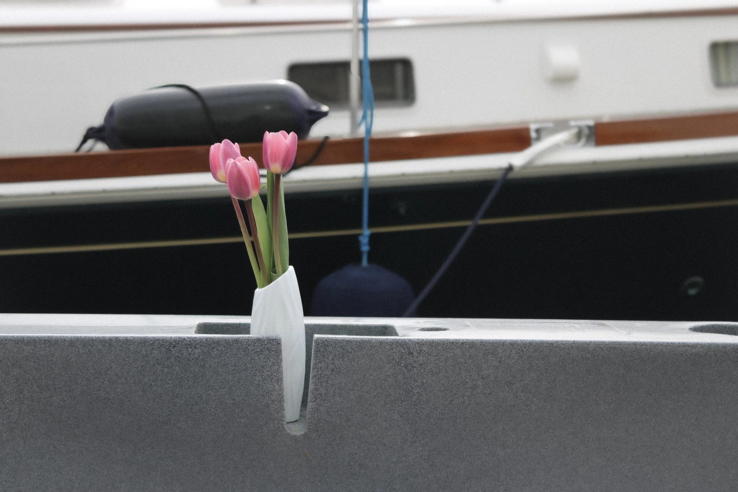 boat tulips.jpeg