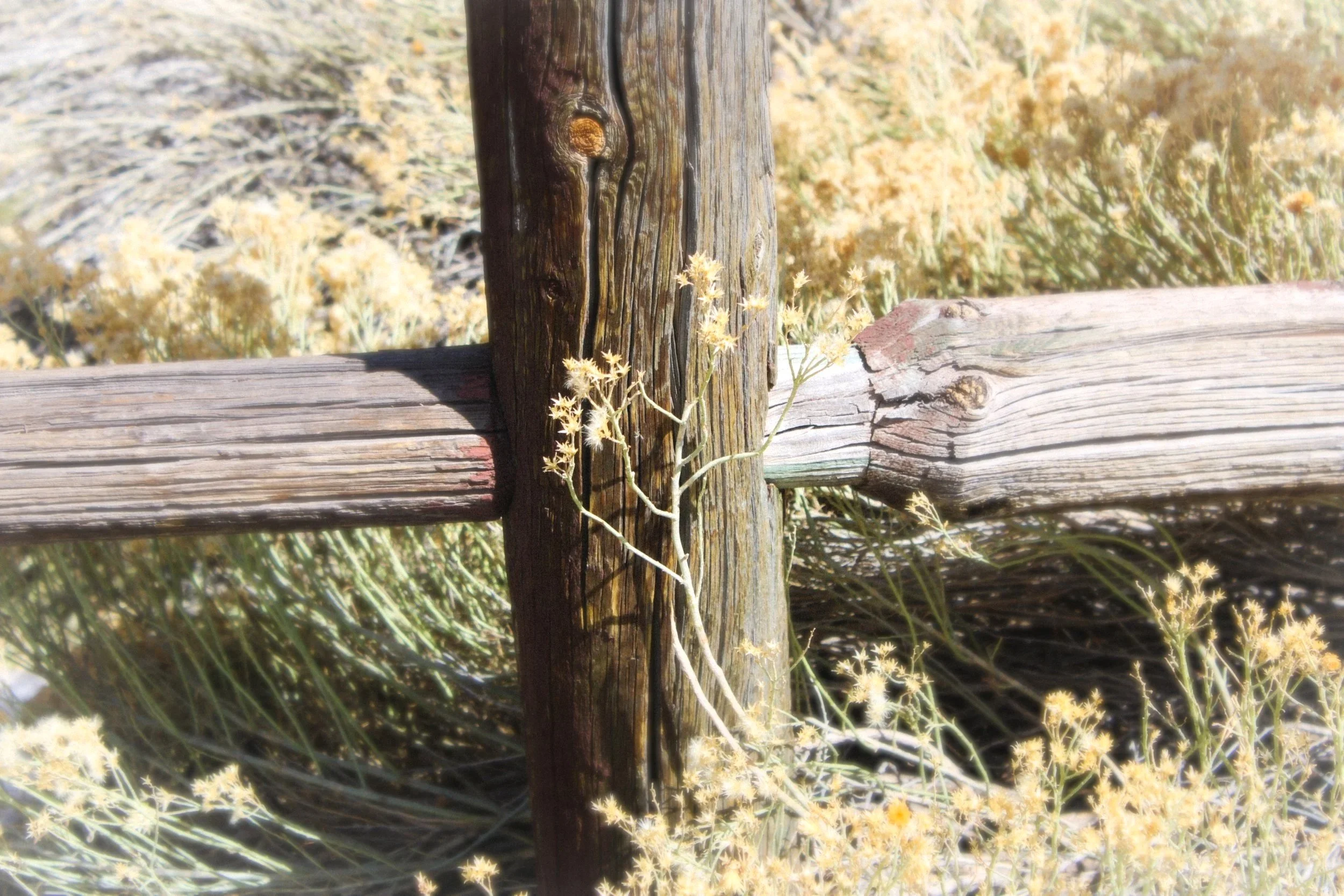 flowerfence.jpg