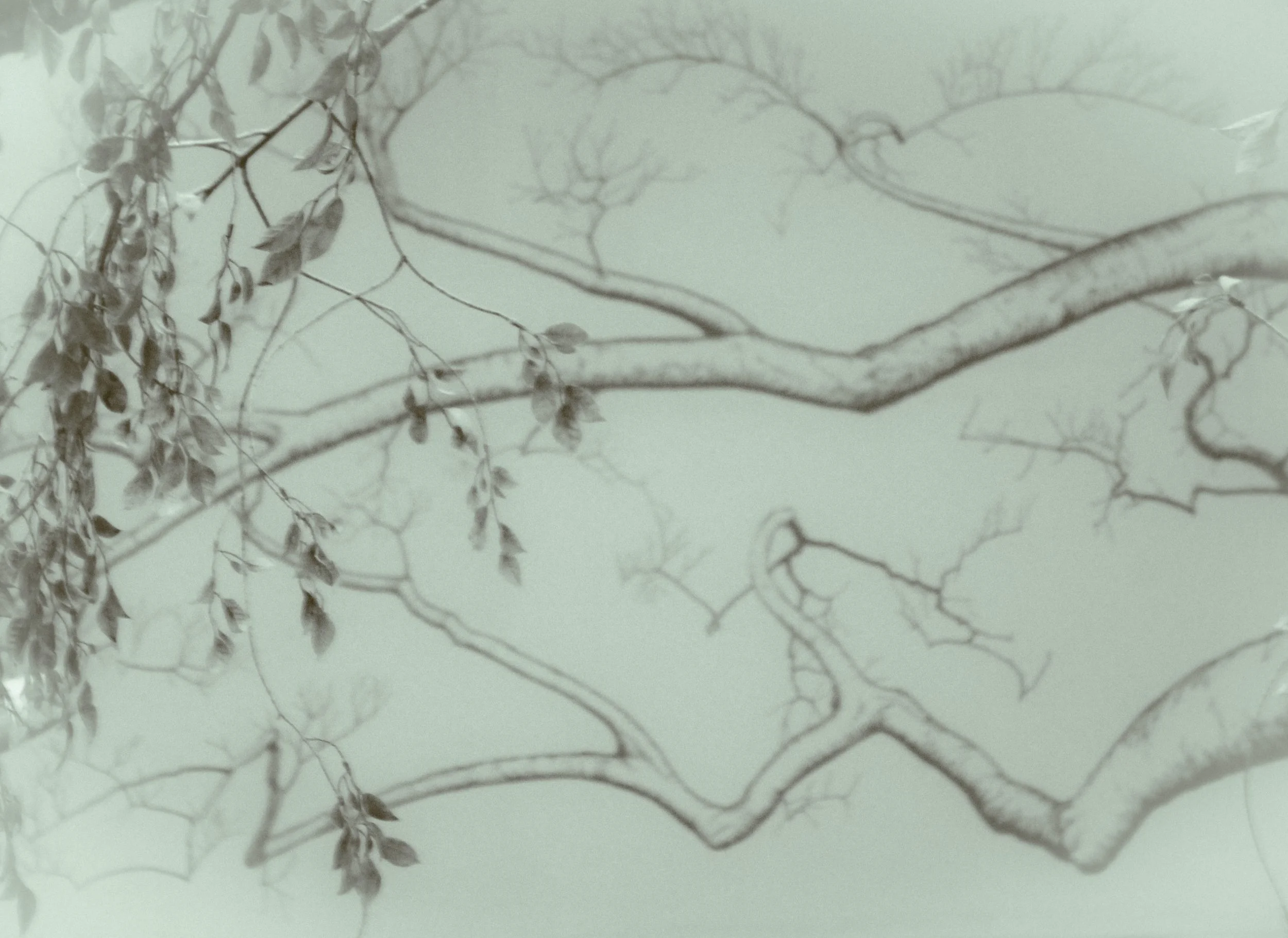 real.tree.fake.tree.jpeg