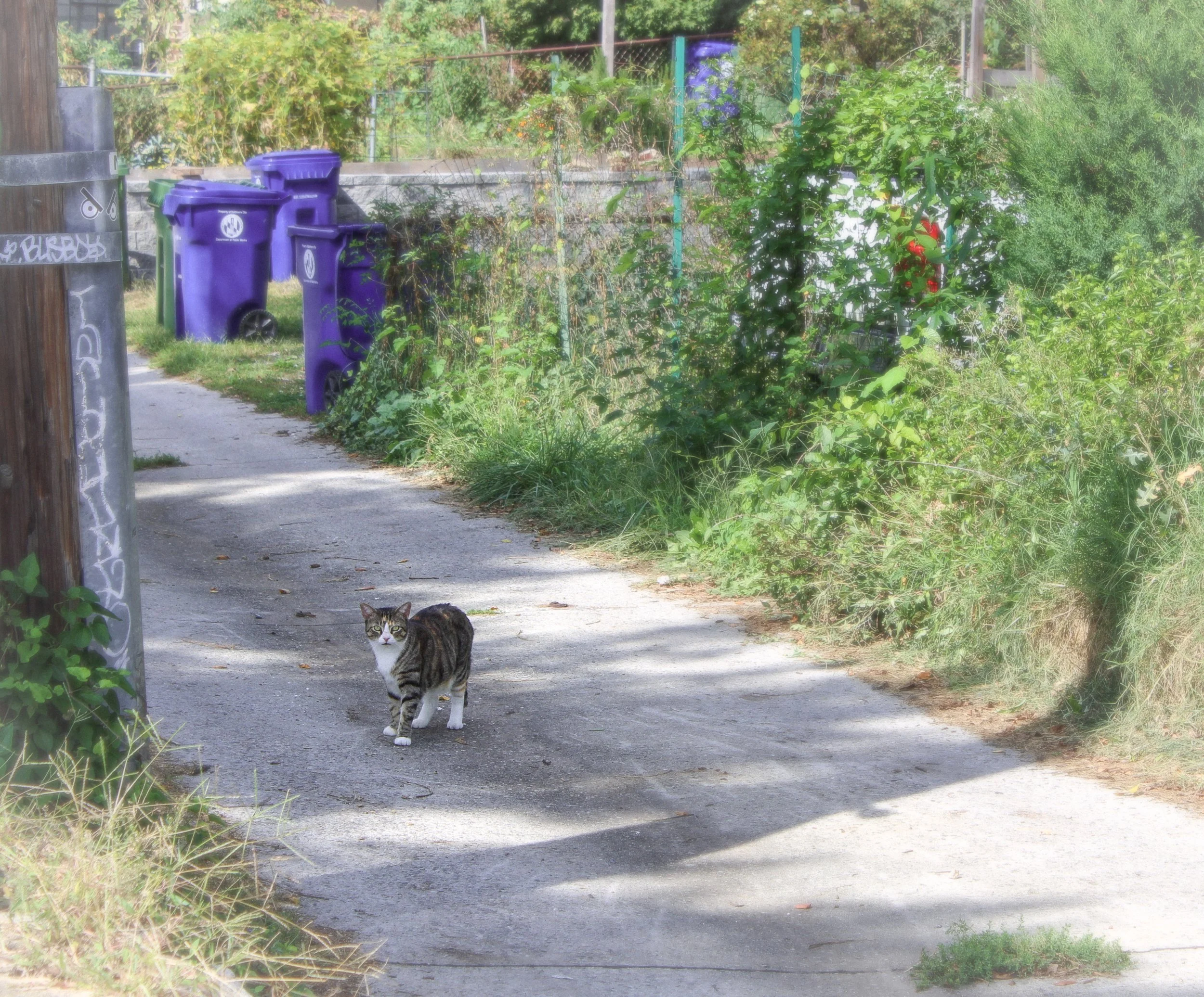 alley cat.jpeg