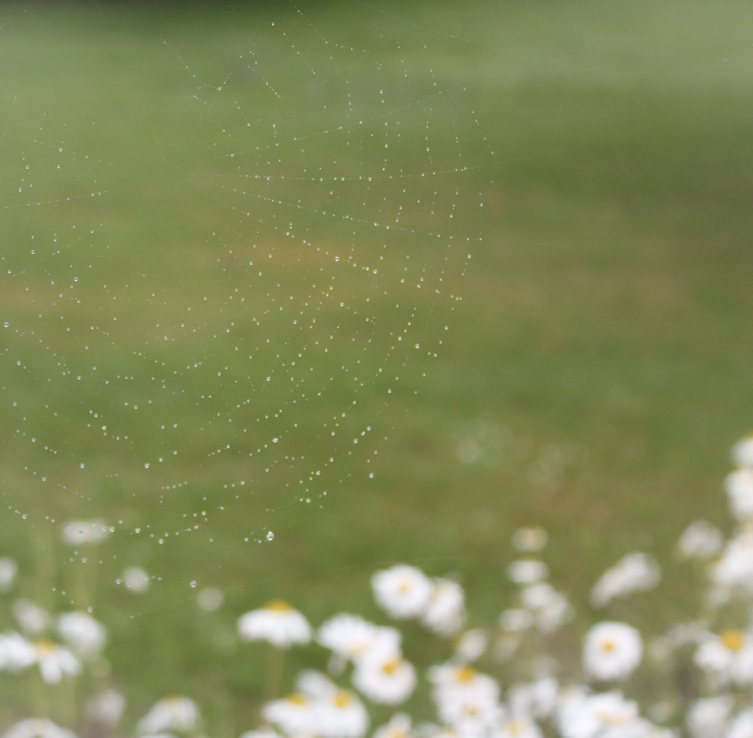 spiderweb & daisy patch.jpeg