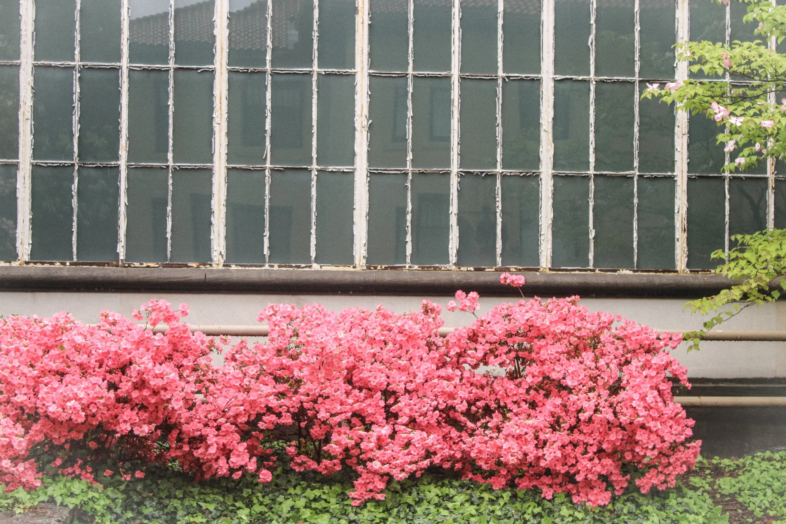 building.reflection.flowers.jpeg