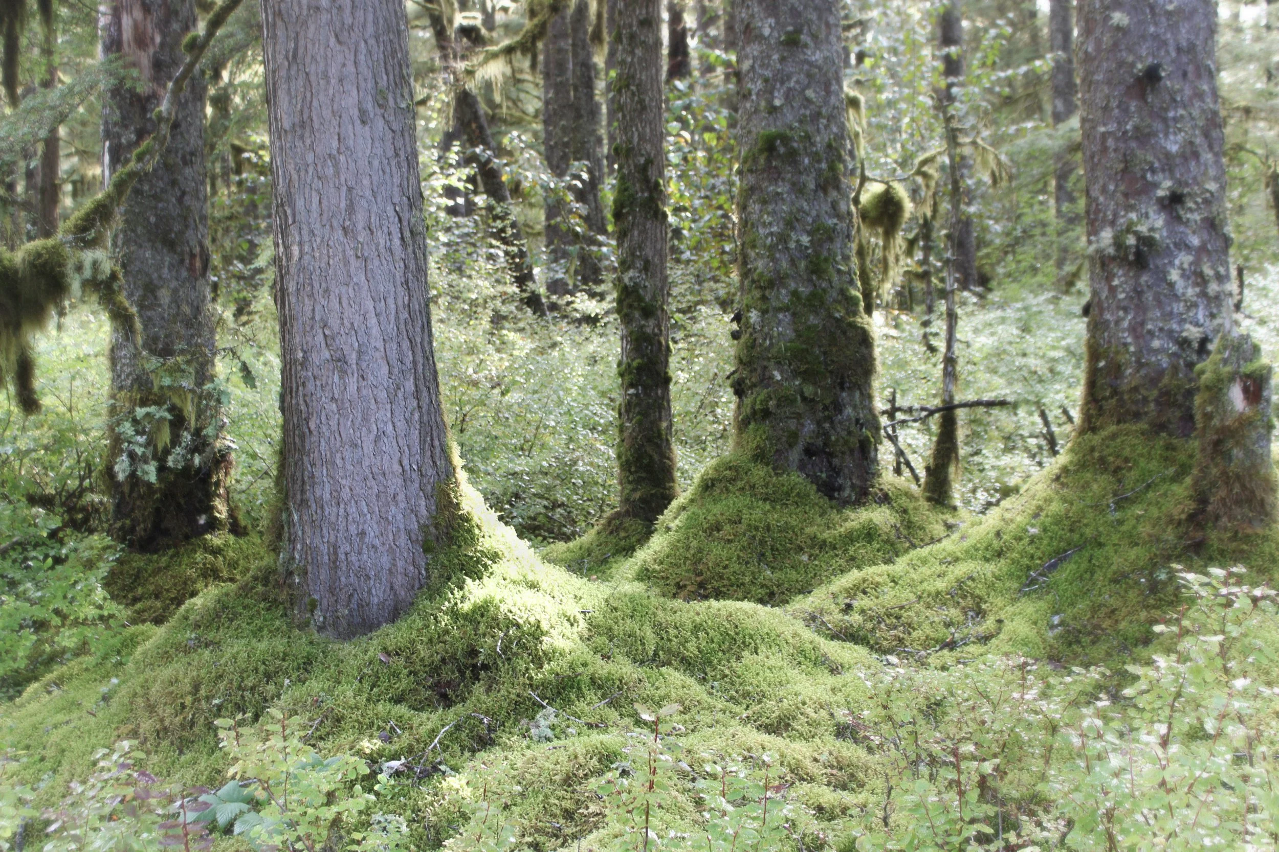 soft forest light .jpeg