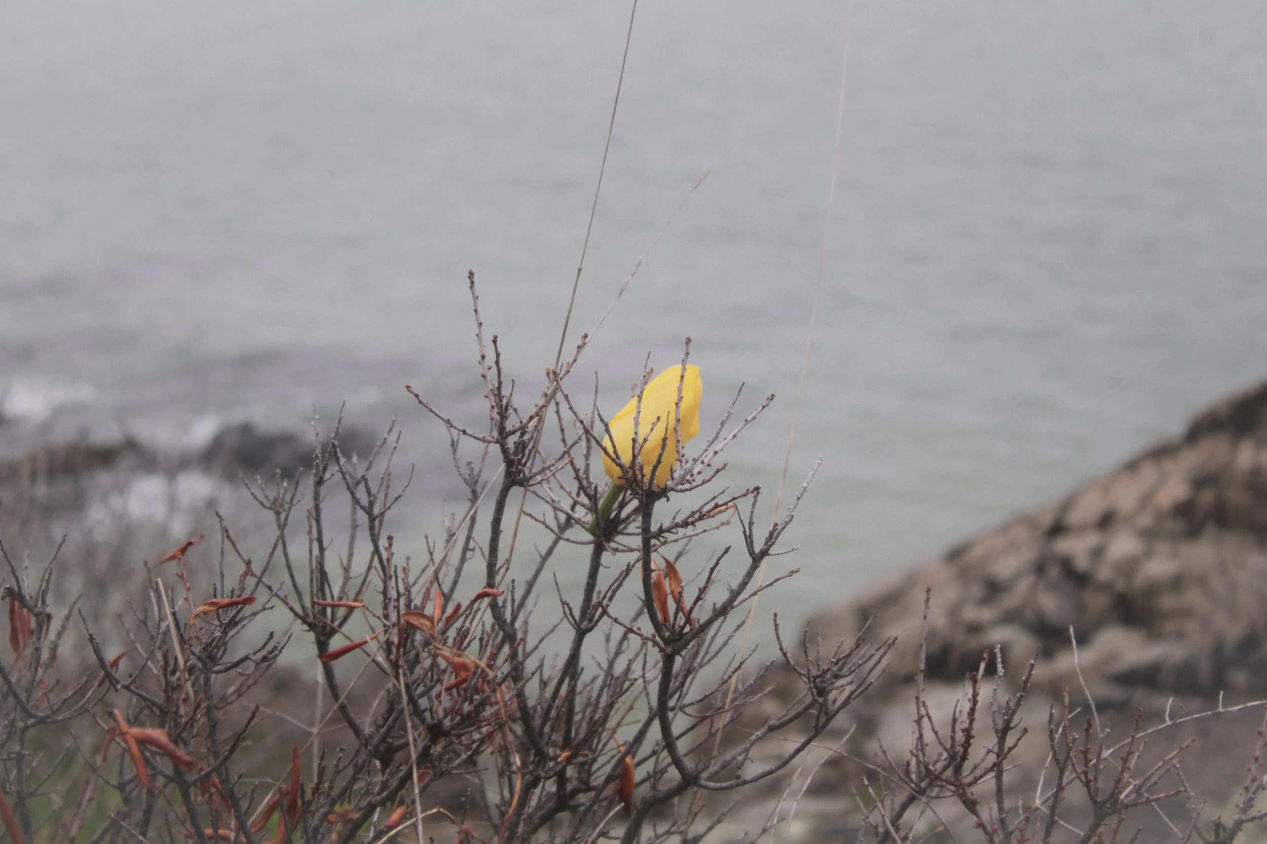 rose.by.the.sea.jpeg