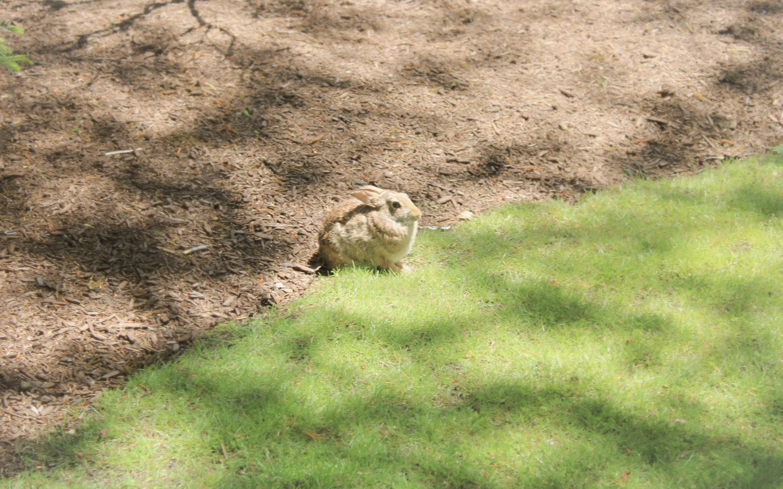 grass.is.always.greener.bunny.jpeg