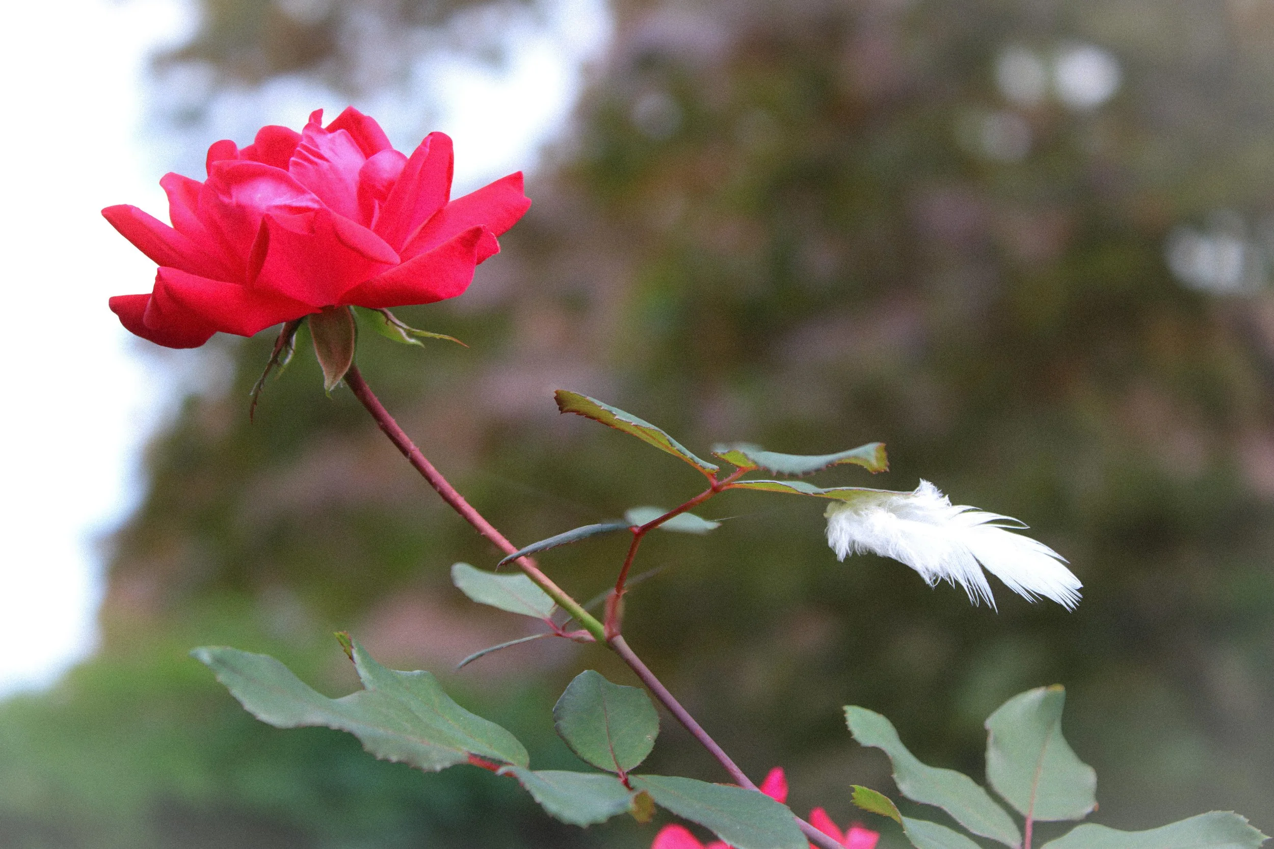 rose & feather.jpeg