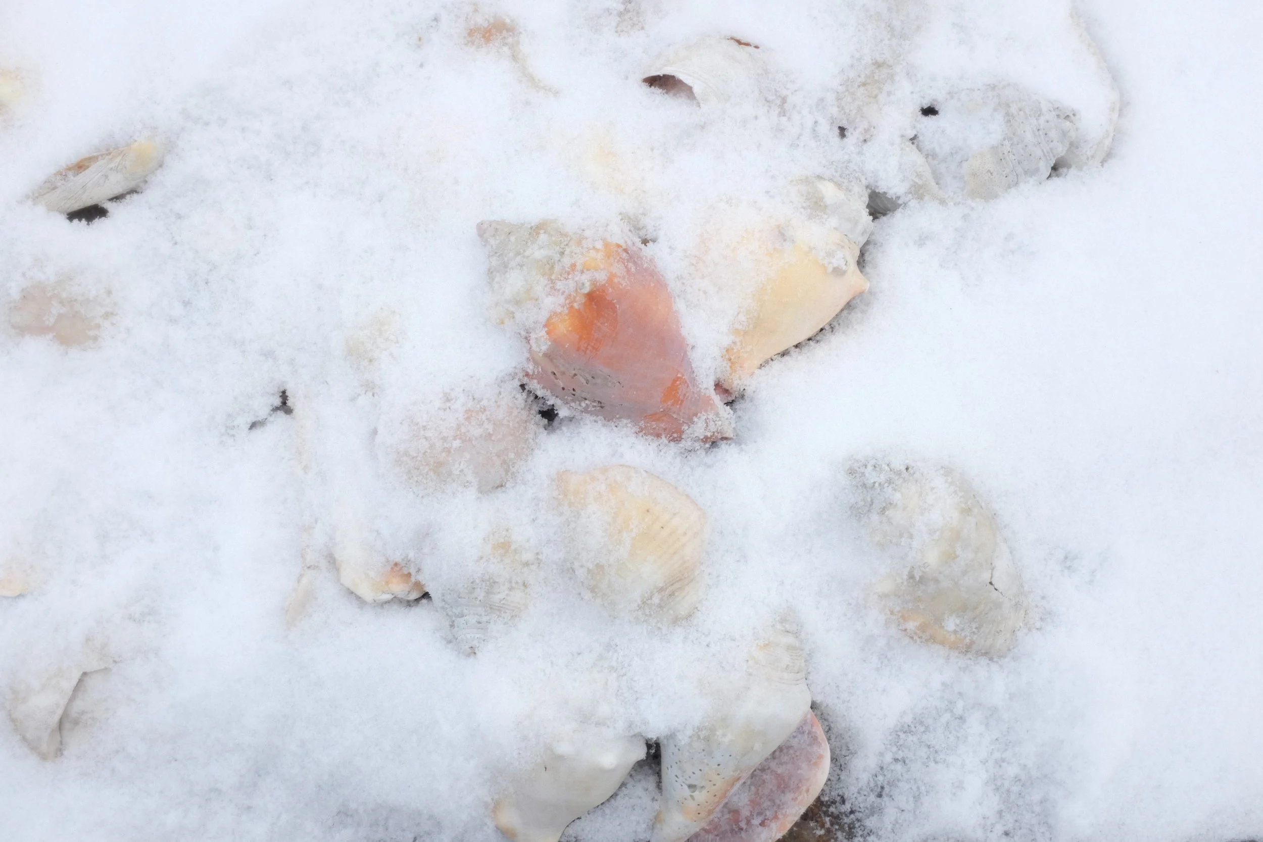 seashell seashell on the snowshore.jpeg