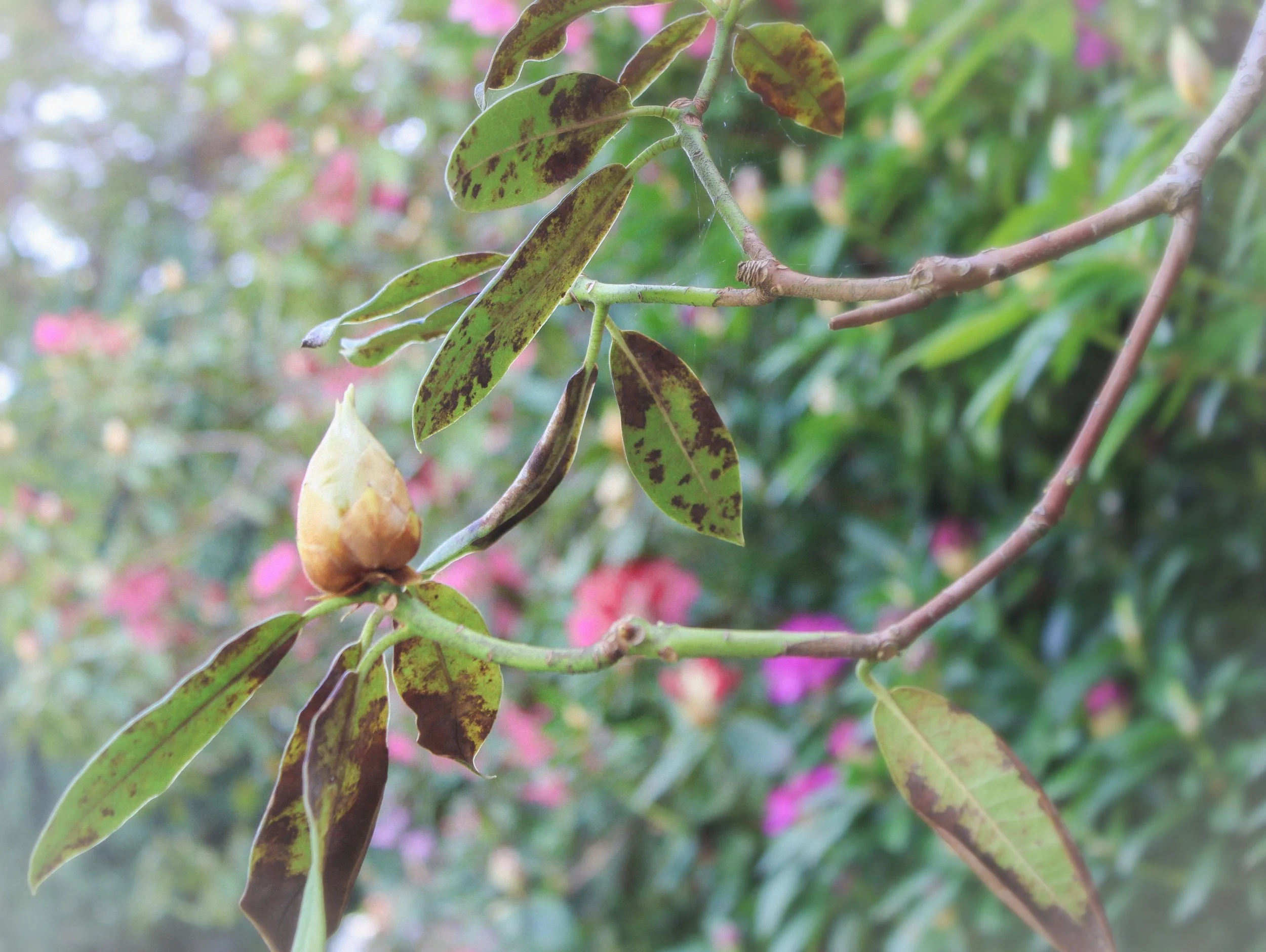 you will bloom soon.jpeg