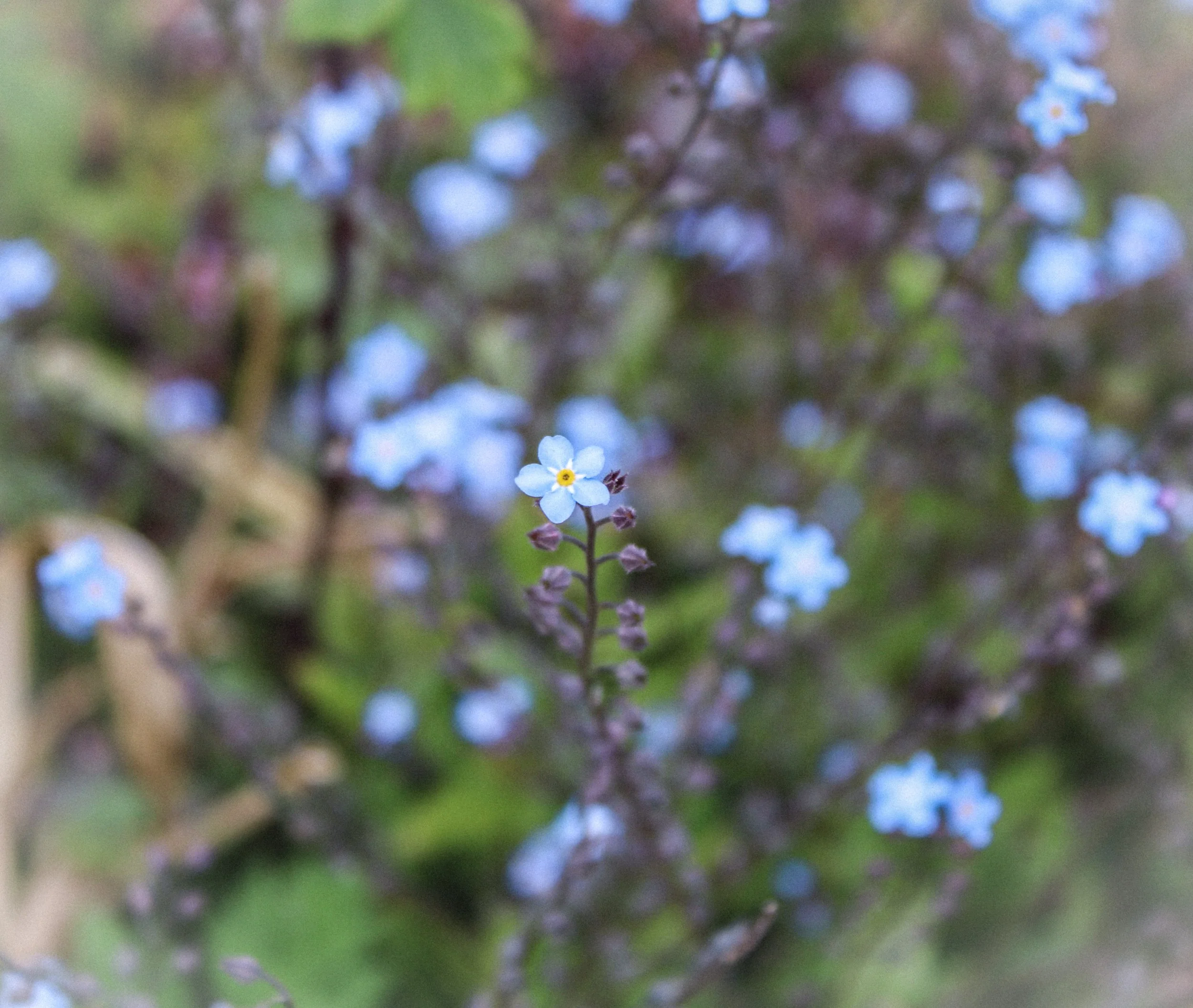 forget me not.jpeg