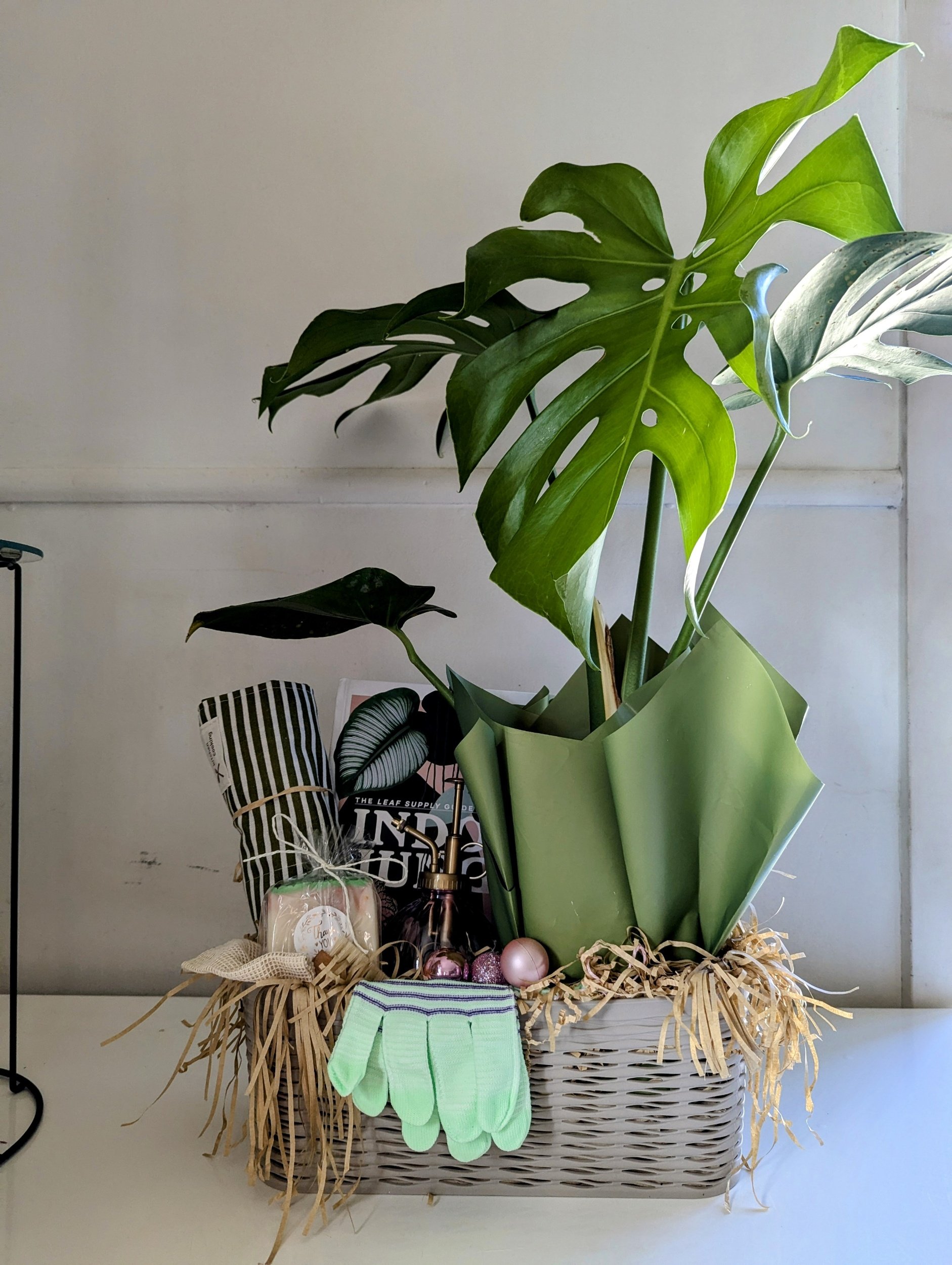 Indoor Jungle