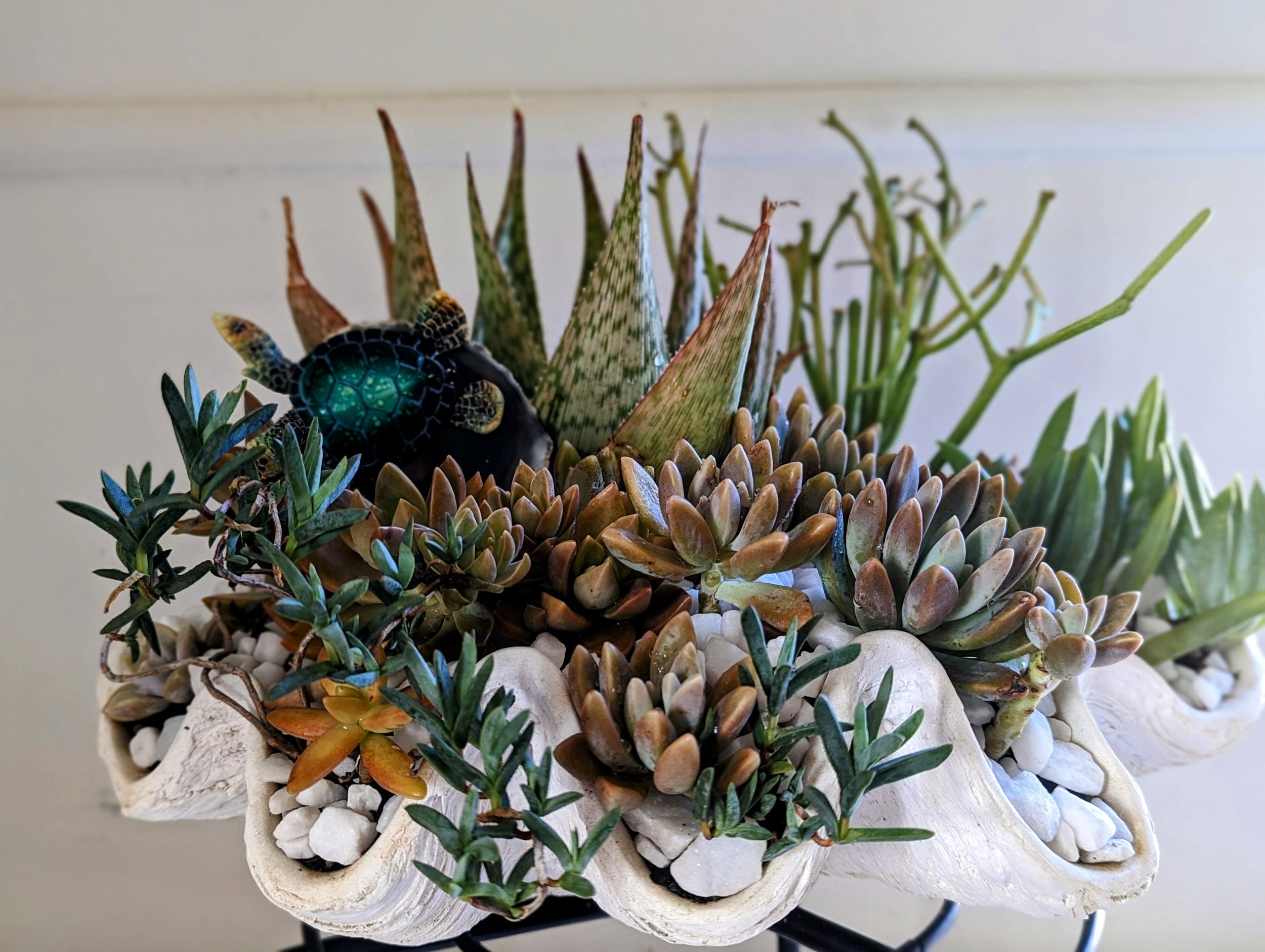"Coral Garden"