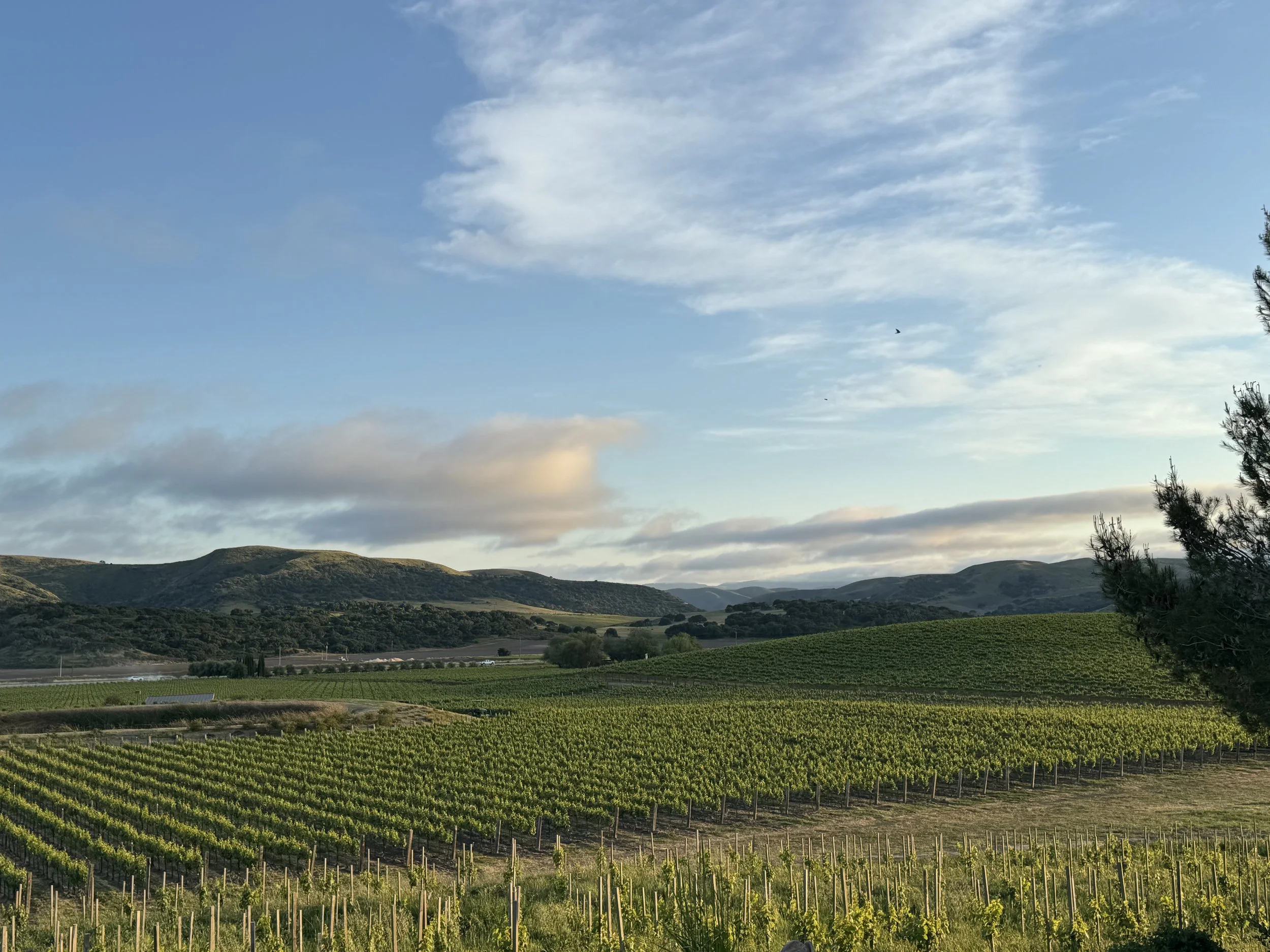 A Weekend in Santa Ynez Valley: Wine Country Done Right
