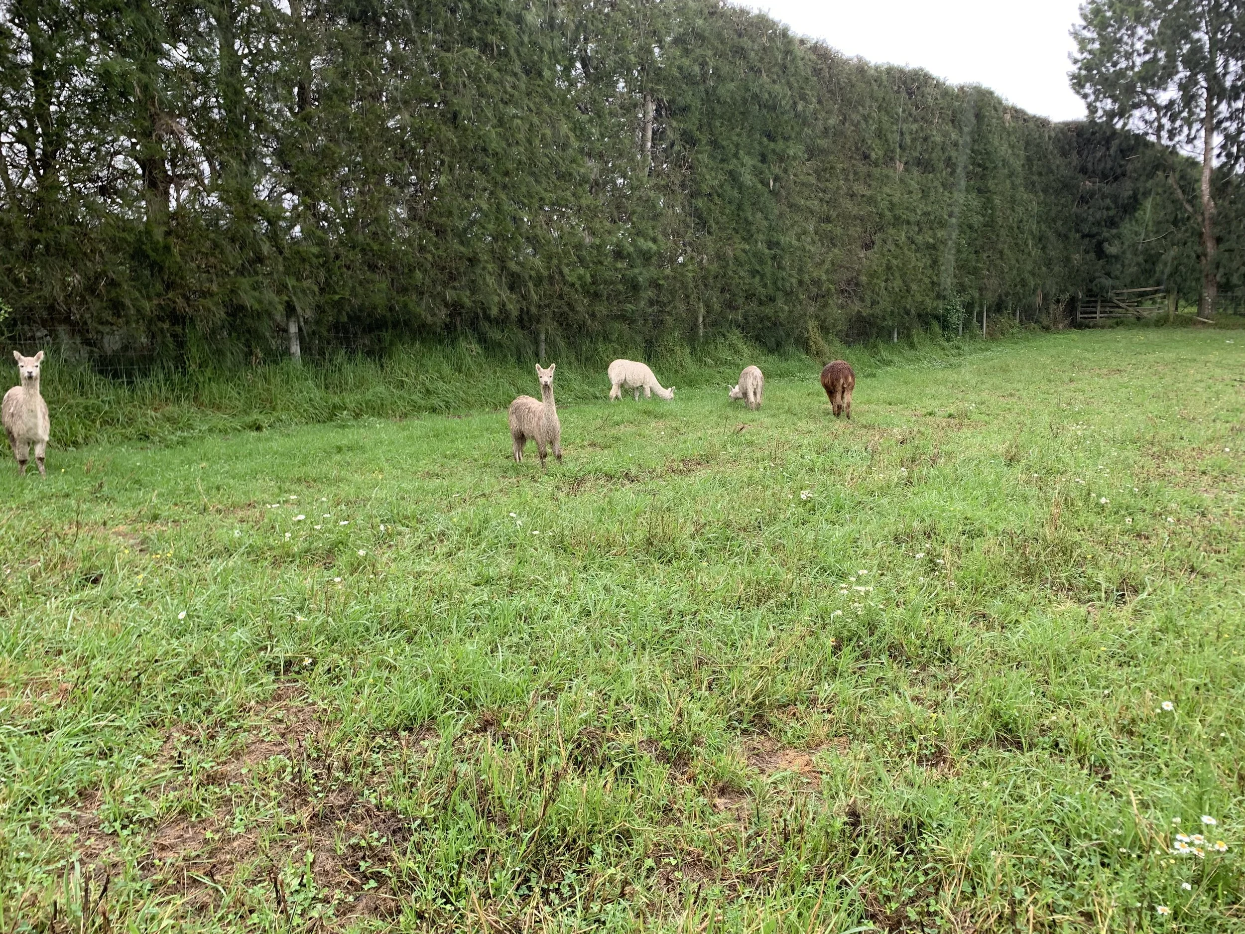 lamas.JPG