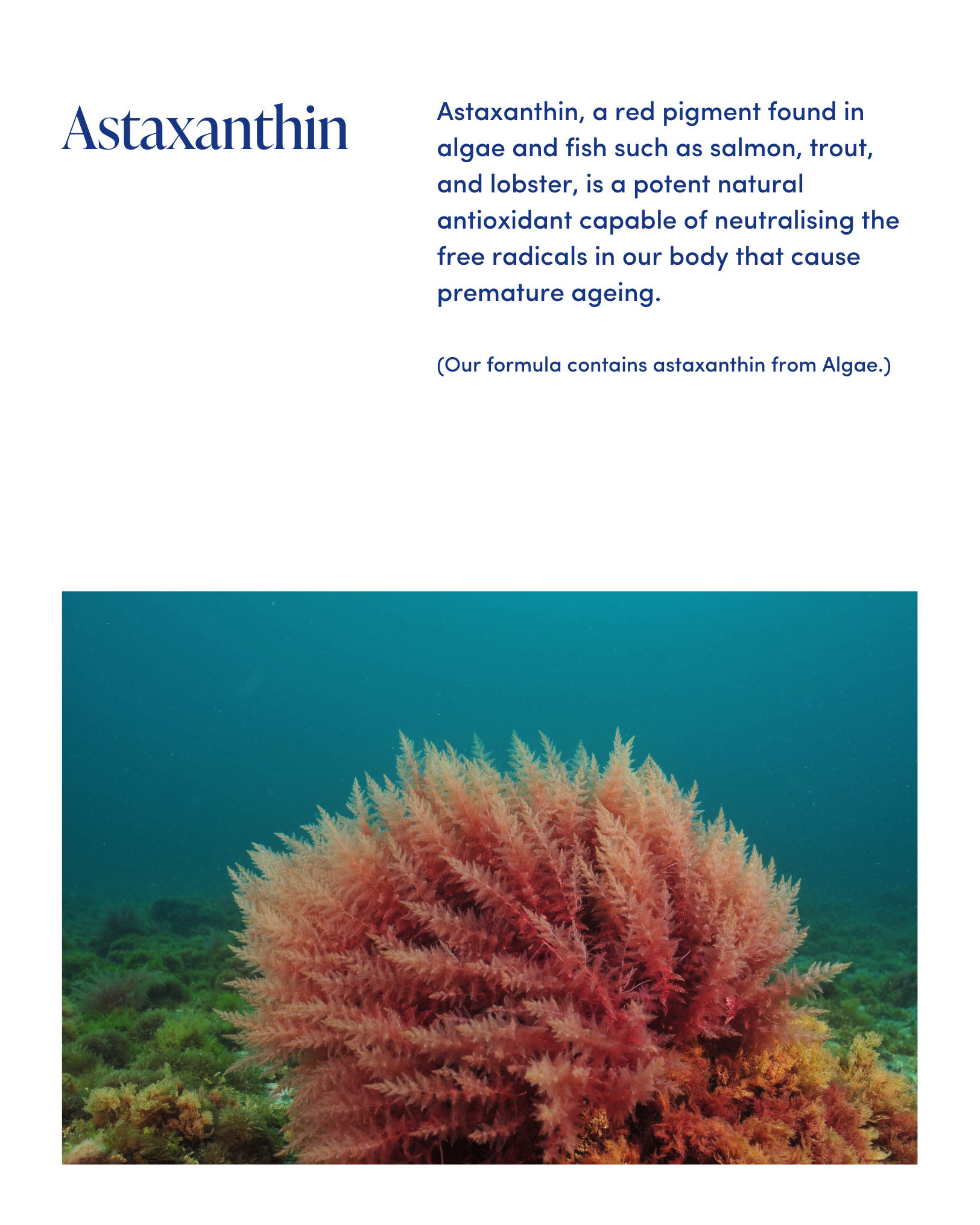 Ingredient Spotlight_ Astaxanthin (2).png