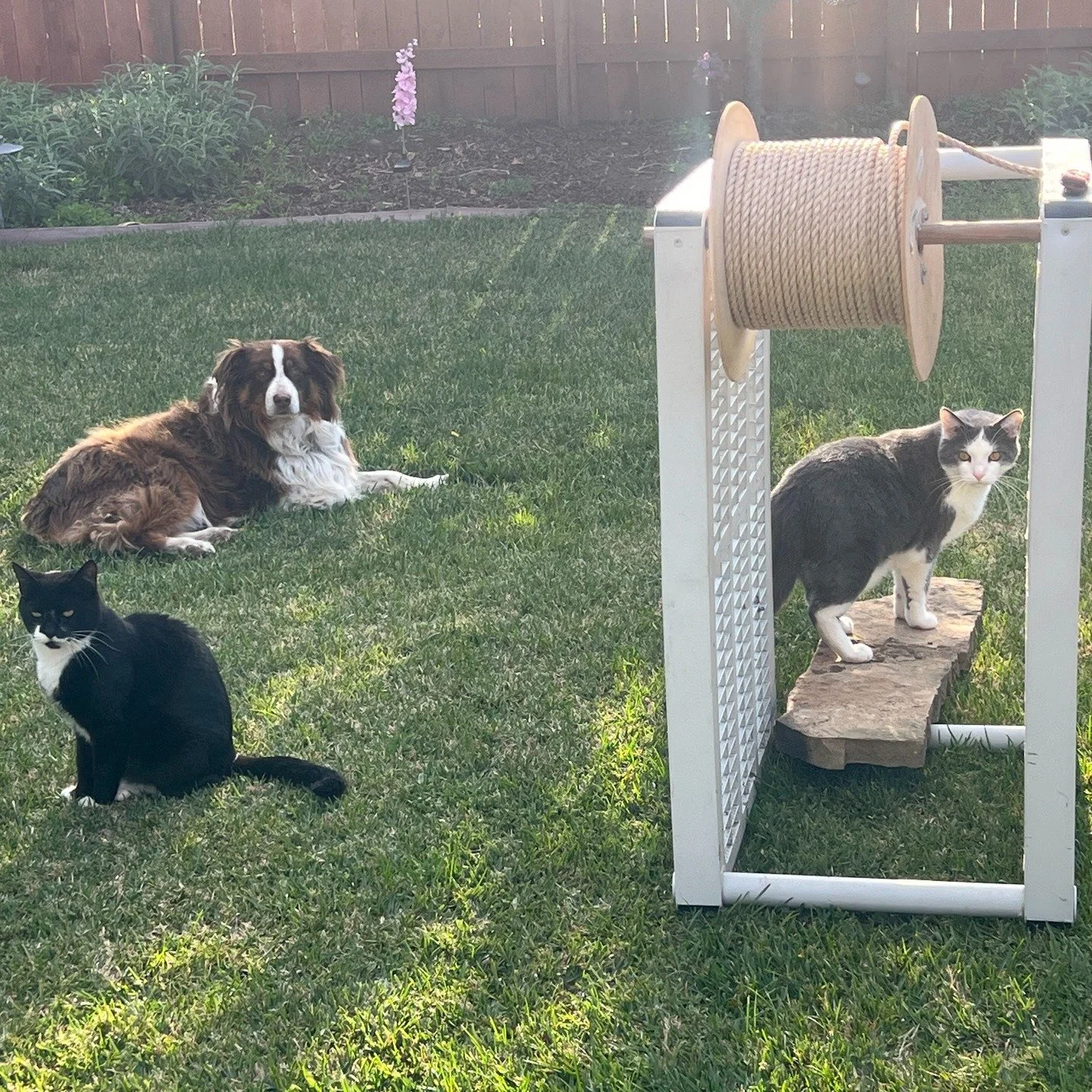 Designing with Purpose. Building with Love.
At SB Catio Co., feline enrichment isn&rsquo;t just a feature &mdash; it&rsquo;s the foundation. Every ramp, perch, hammock, and climbing structure begins as a sketch, a scrap, or a spark of inspiration. I 