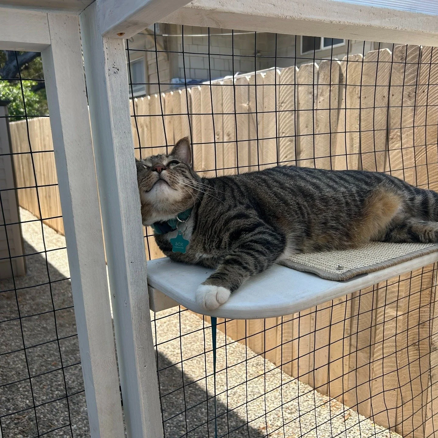 🐾☀️ Sox&rsquo;s Sun Palace ☀️🐾
Welcome to Sox&rsquo;s brand new playground &mdash; a fully enclosed custom catio designed and built by SB Catio Co. in beautiful Santa Barbara! 🛠️🌿

Sox used to gaze at this sunny patch from indoors &mdash; now she