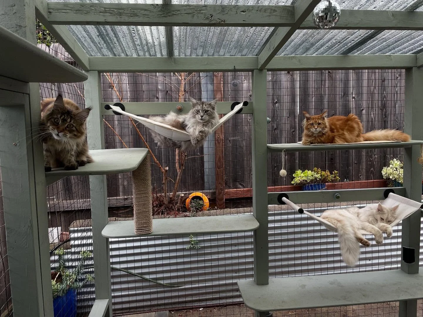 Coming soon&hellip; Custom, Safe, and Enriching Outdoor Pet Spaces