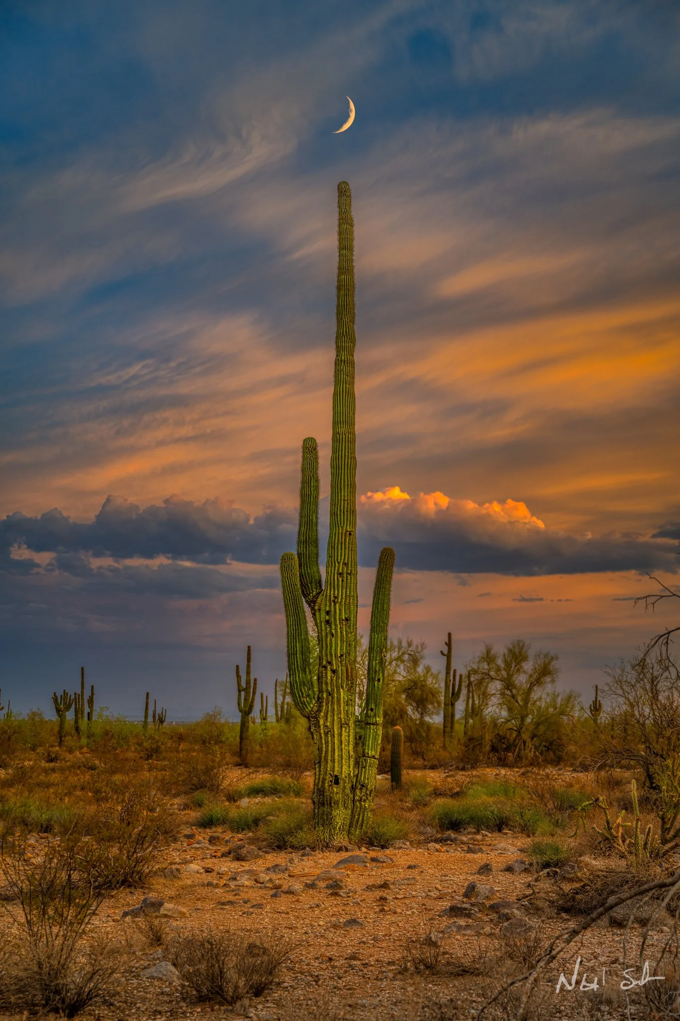 A desert landscape with a tall saguaro cactus at sunset, a crescent moon in the sky, and scattered clouds on the horizon.