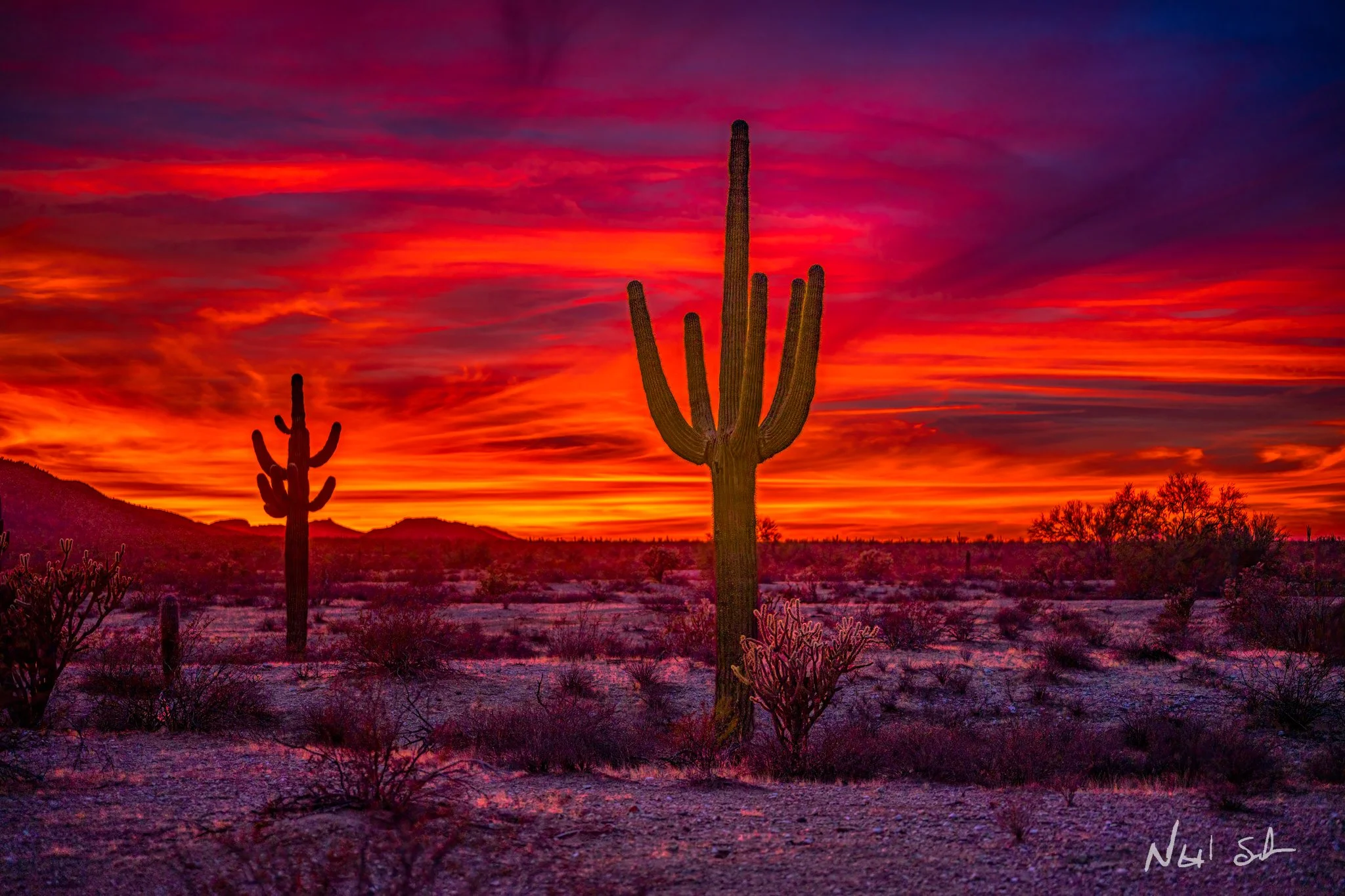 Deep red and purple Arizona sunset with silhouetted saguaros in the desert foreground.