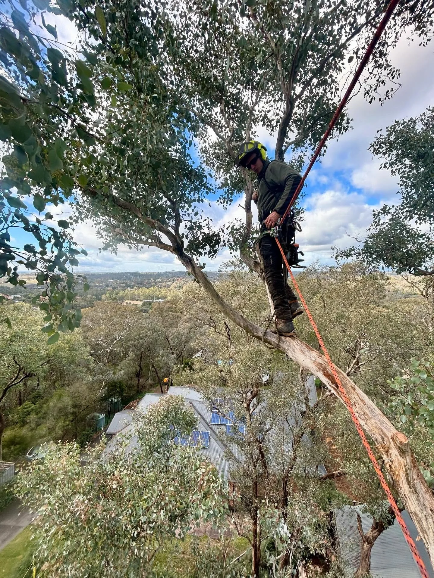 Awesome view from an awesome tree this week in Eltham.