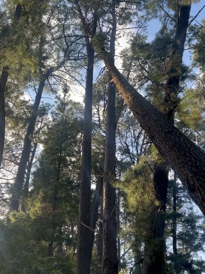 A bit of an interesting one from a few weeks ago. This pine tree had failed and was hung up in a neighbouring tree.