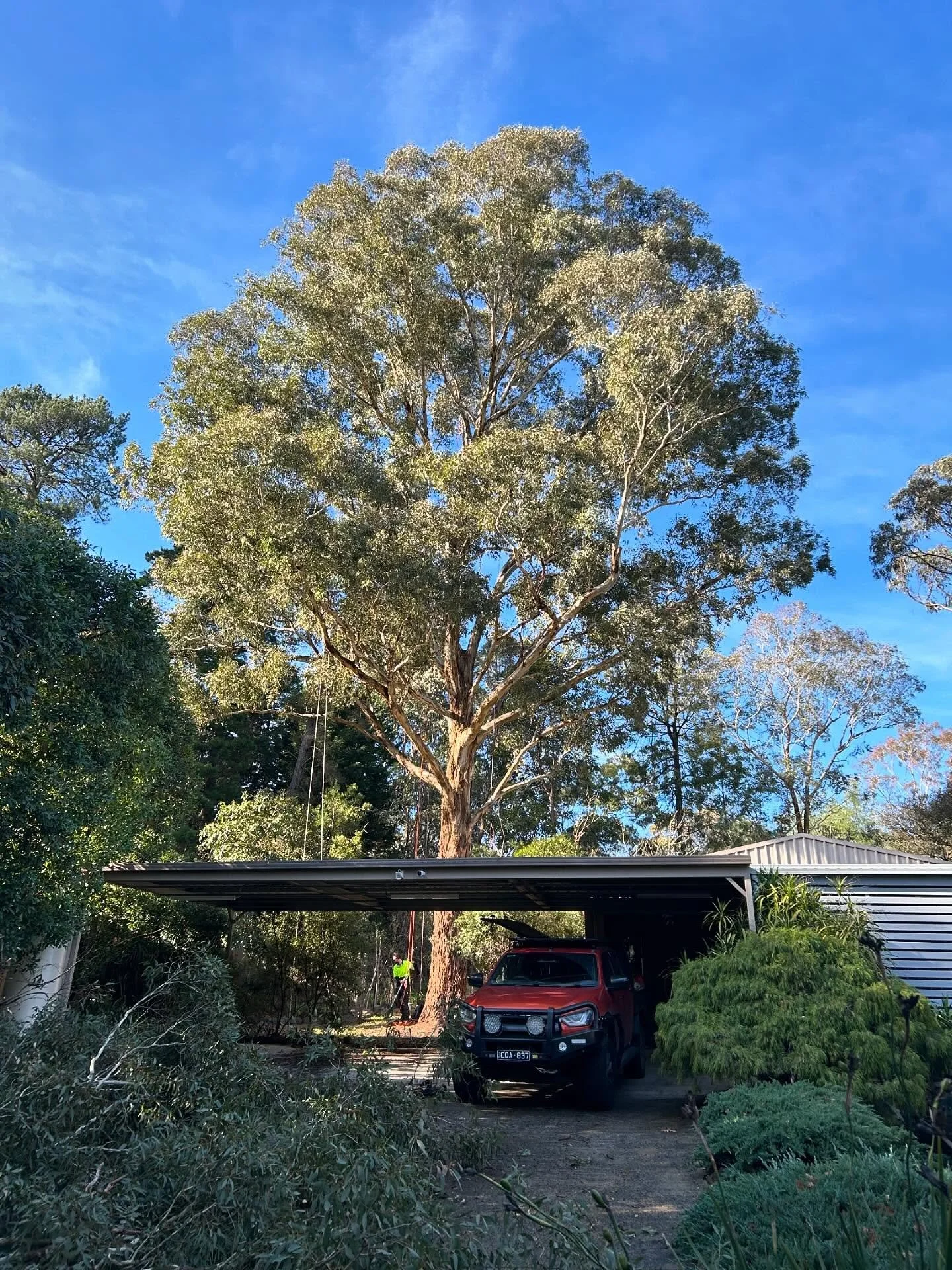 Another awesome Yellow box we had the pleasure of pruning last week.