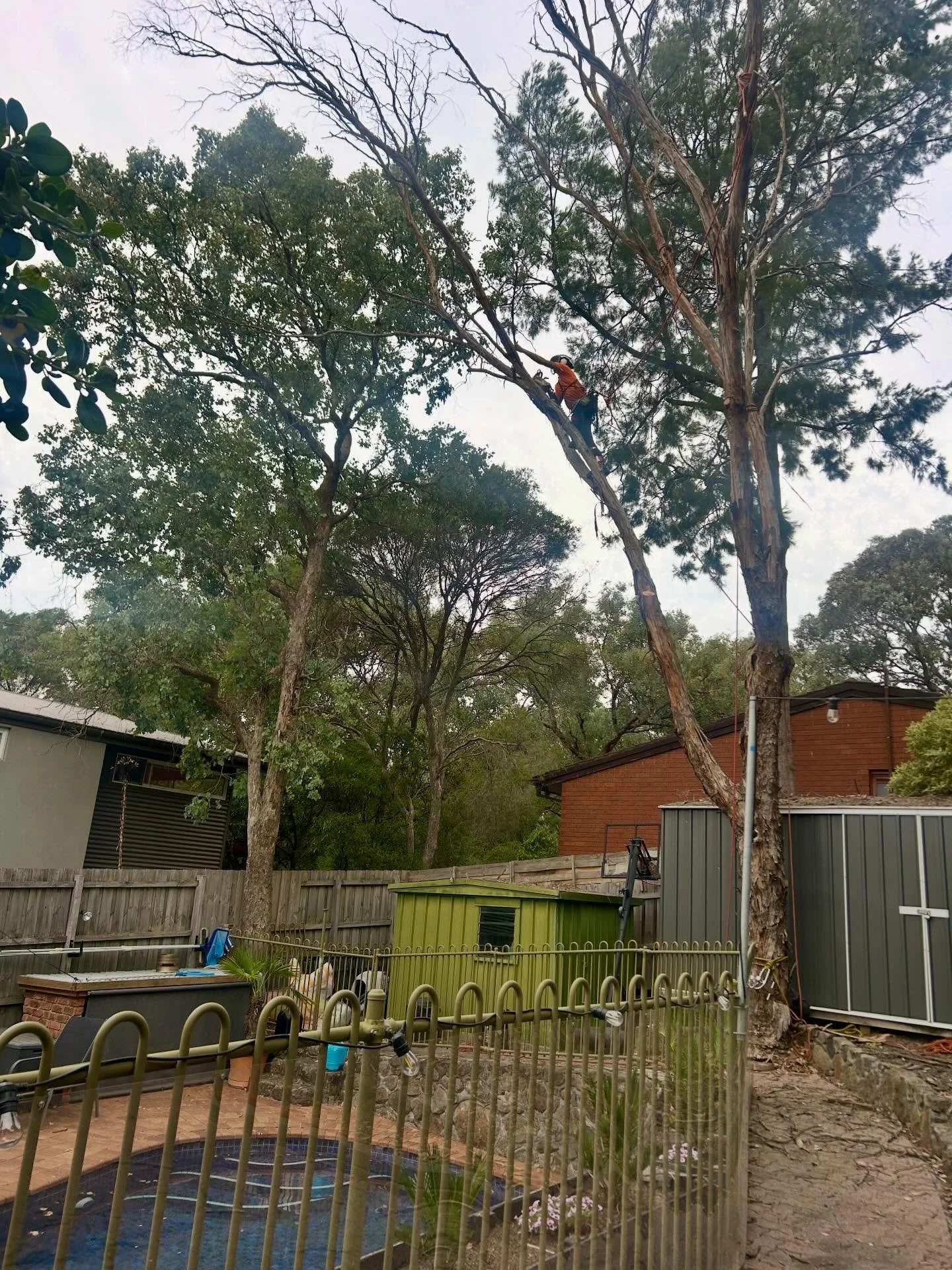 A tricky dead Redbox removal over a swimming pool in Eltham this week.