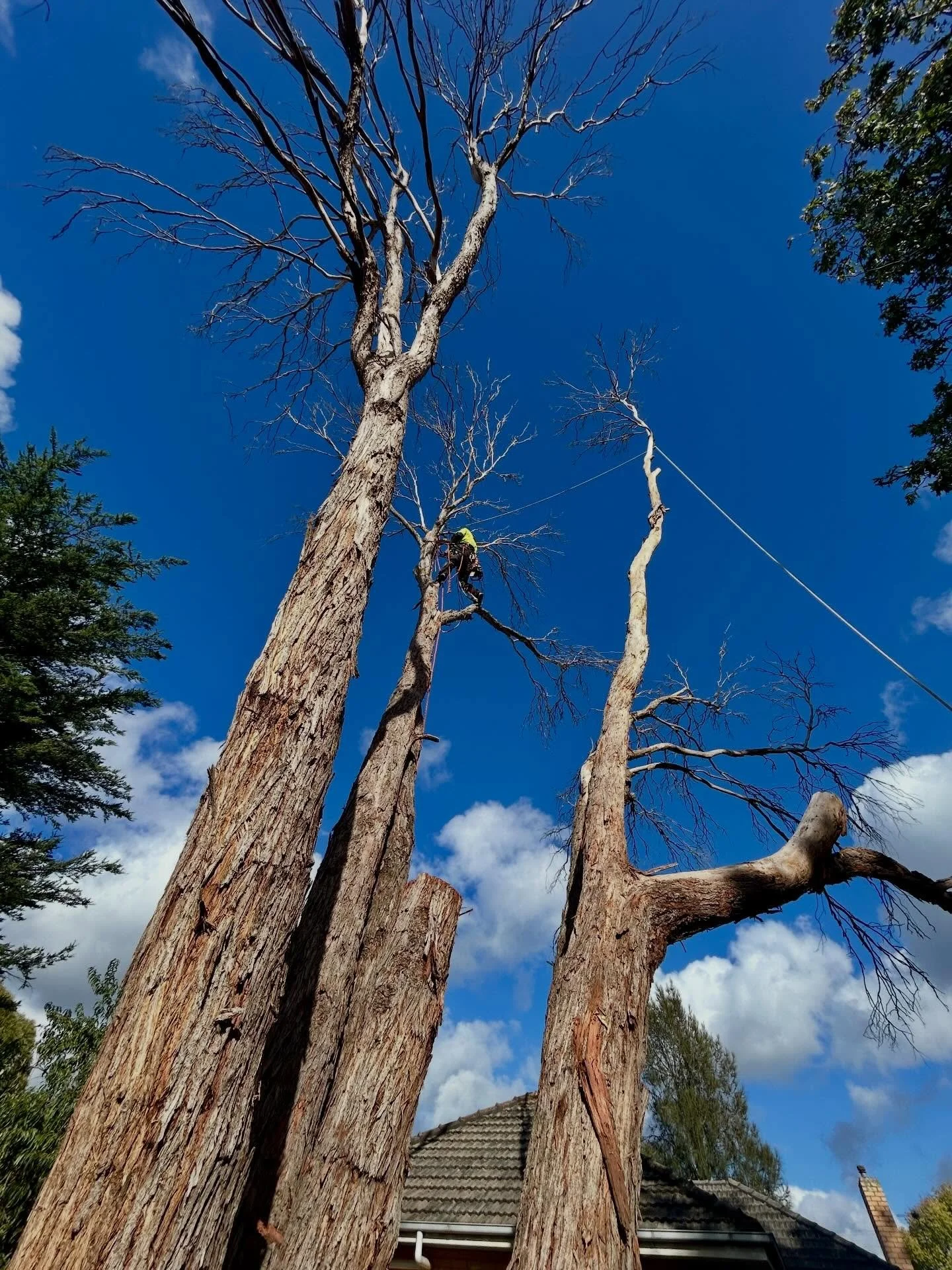 Another dead tree to finish the week.