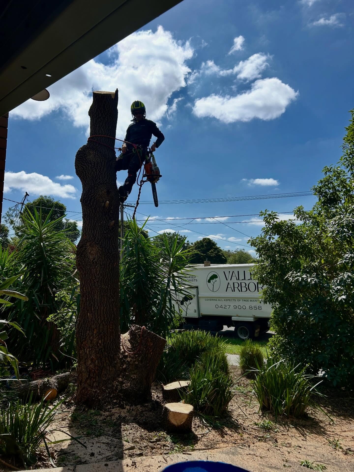 Joel finishing off an Ash tree removal last week in Bundoora