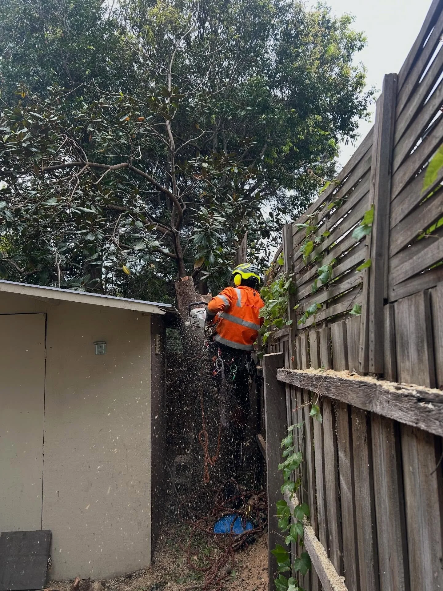 Confined space tree removal