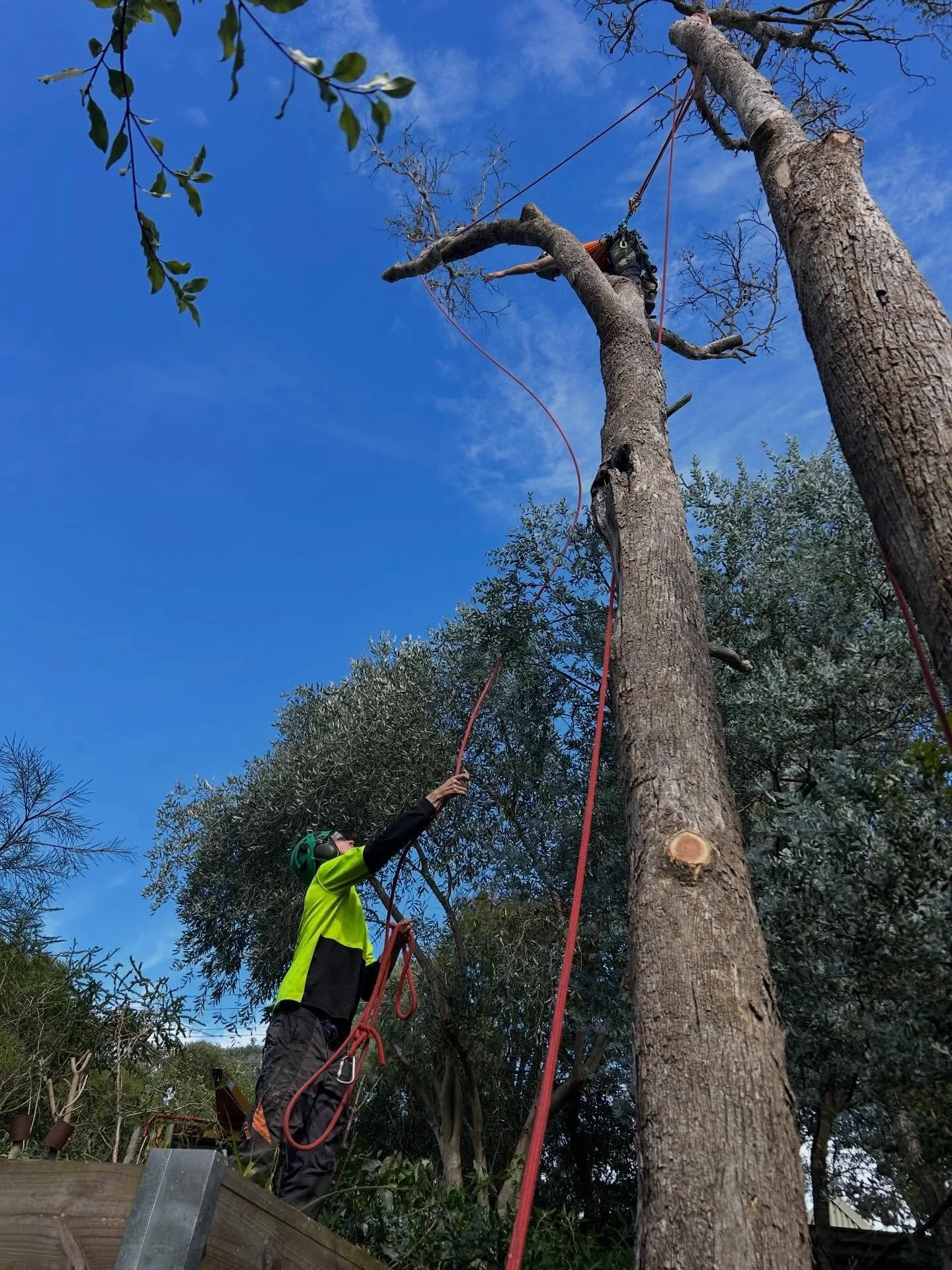 Recent dead Red box removal in Warrandyte