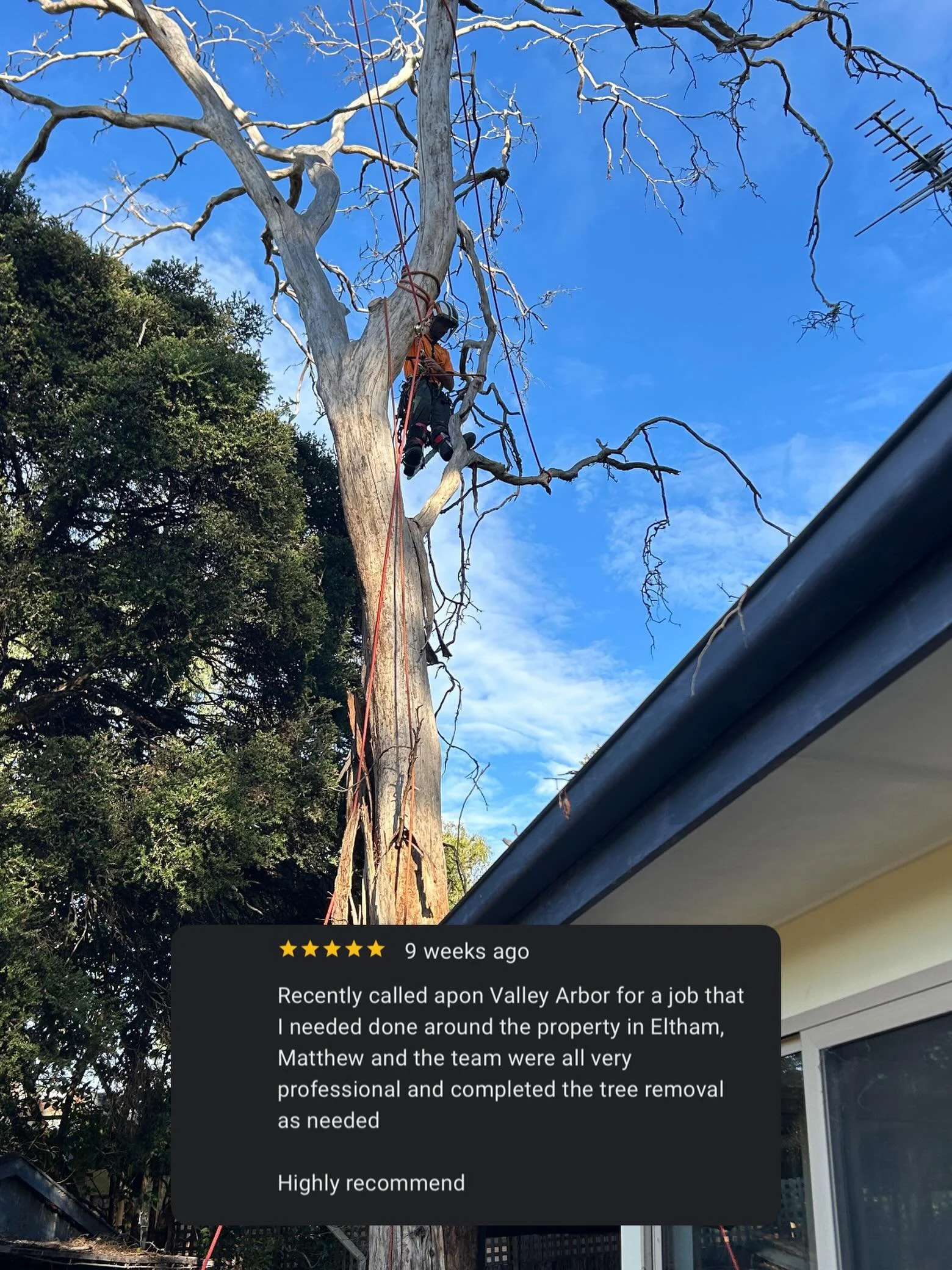 ⭐️⭐️⭐️⭐️⭐️ #arborist #tree #treeprofessionals #treephotography #treecutting
